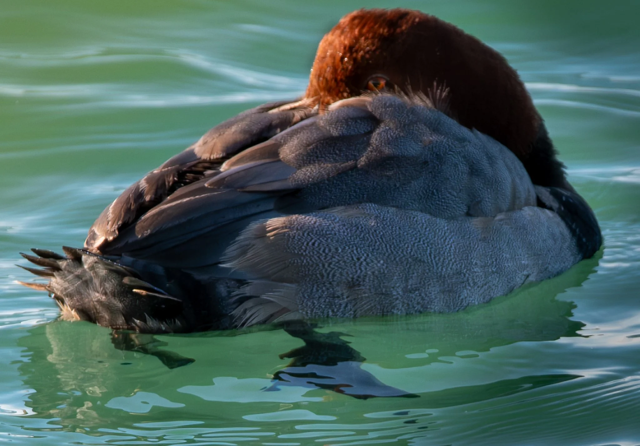Redhead ... keeping his eye on me as he tries to sleep