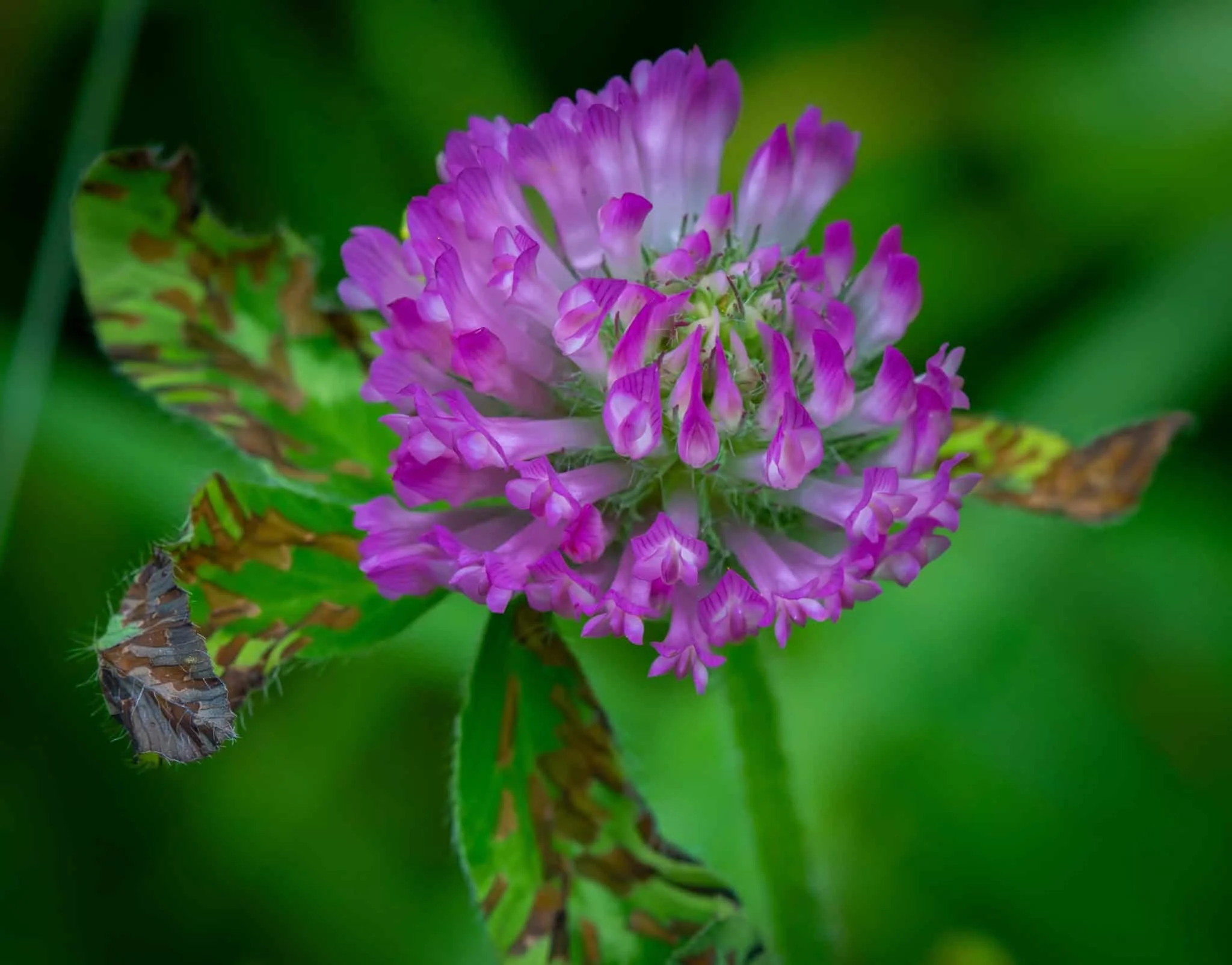 Red Clover