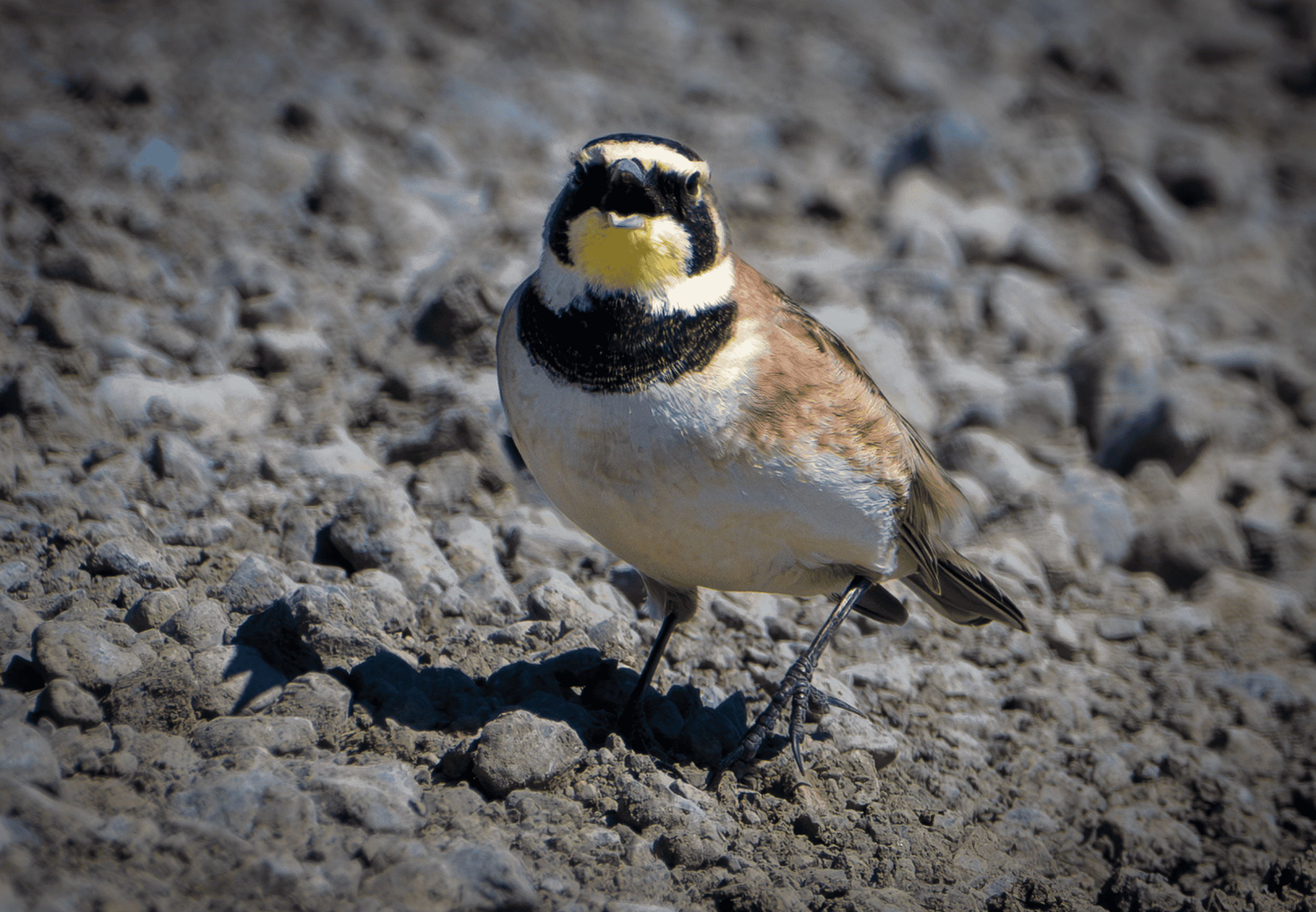 Horned Lark letting me know my presence was not appreciated