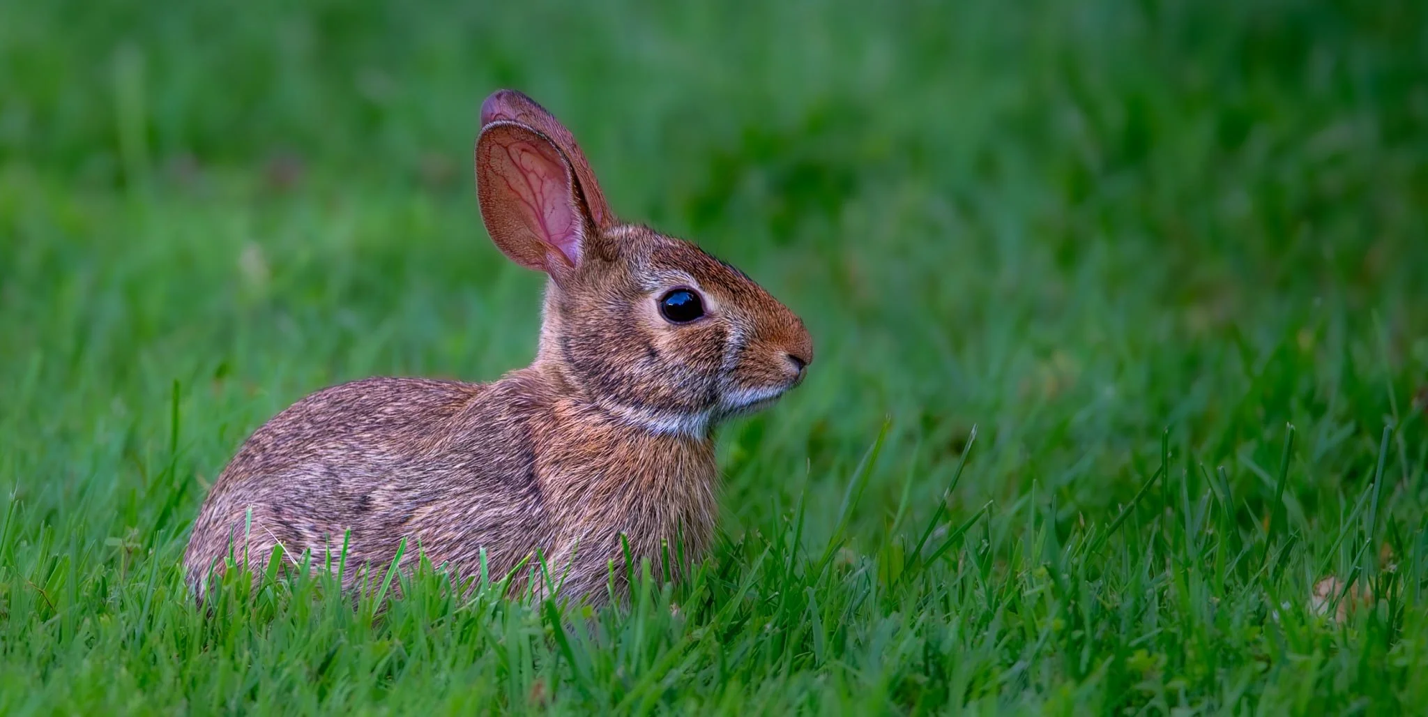 Bunny takes a look at a field of snacks