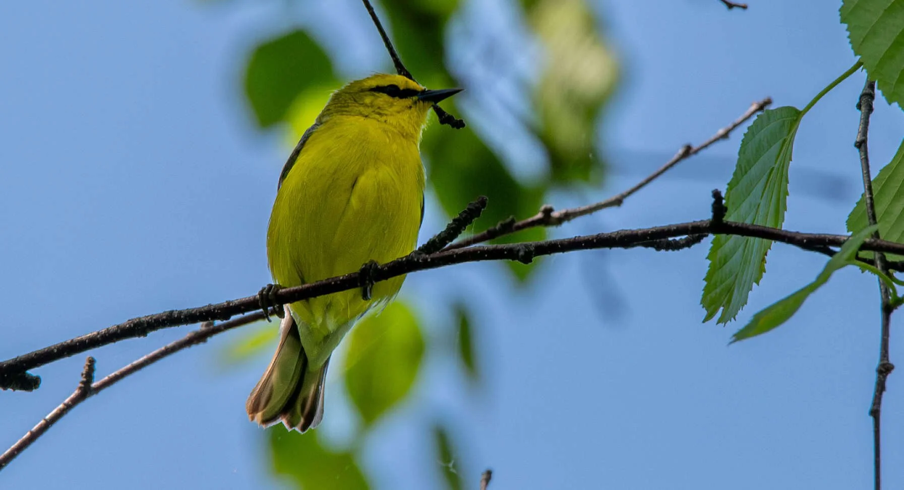 Blue-winged Warbler