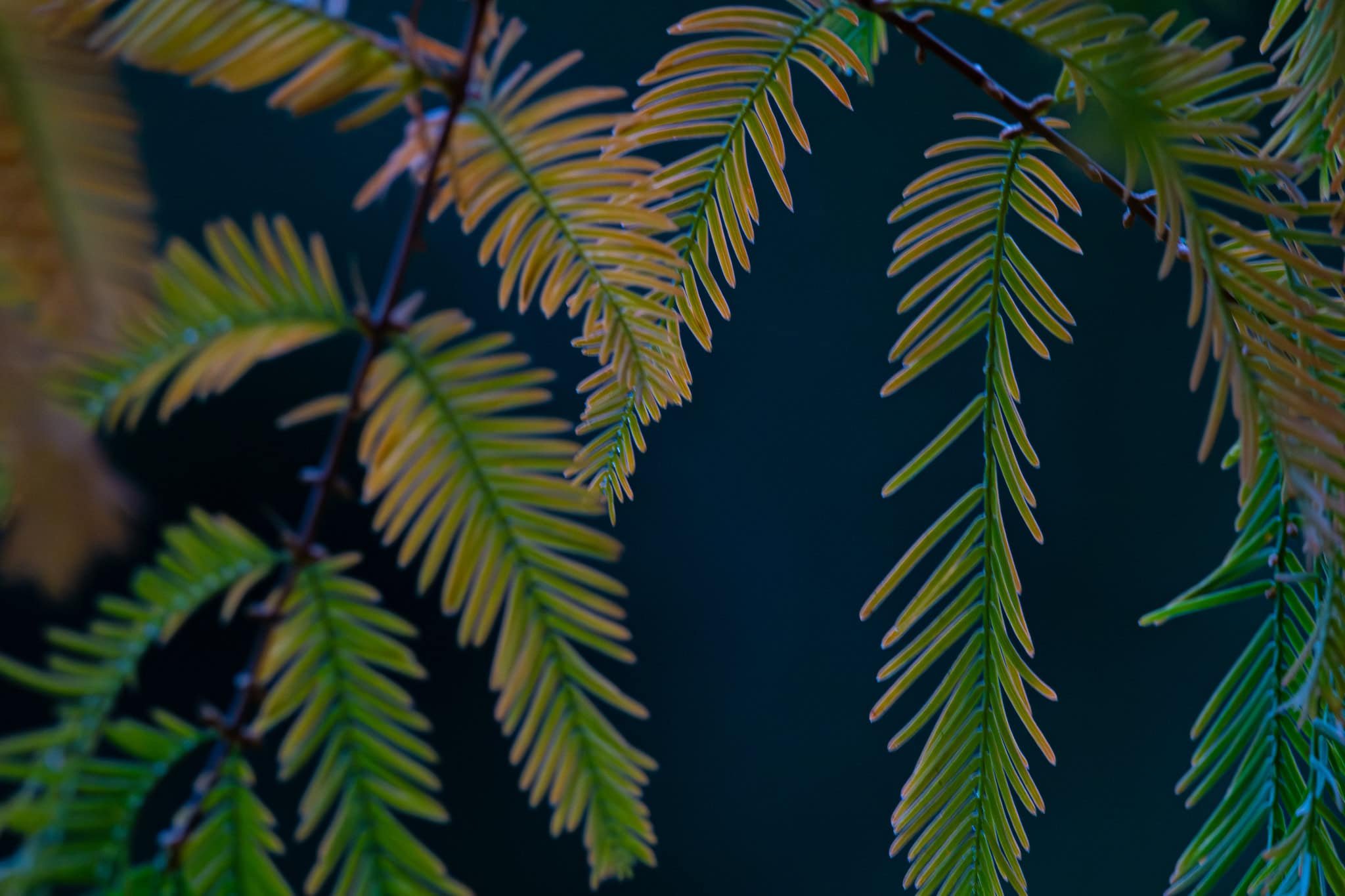 Hemlock Needles.jpg
