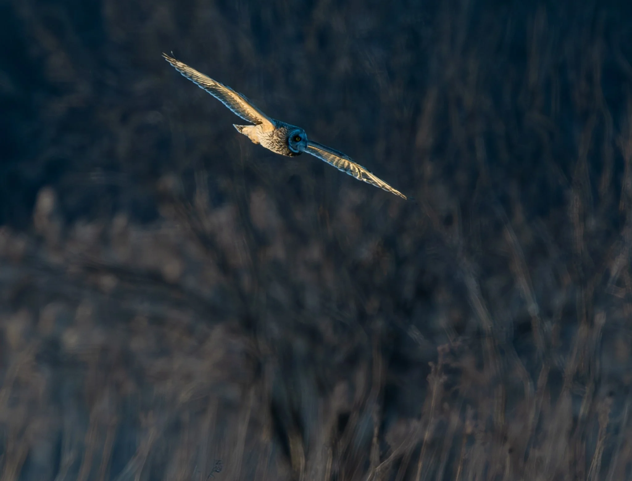 Short-eared Owl