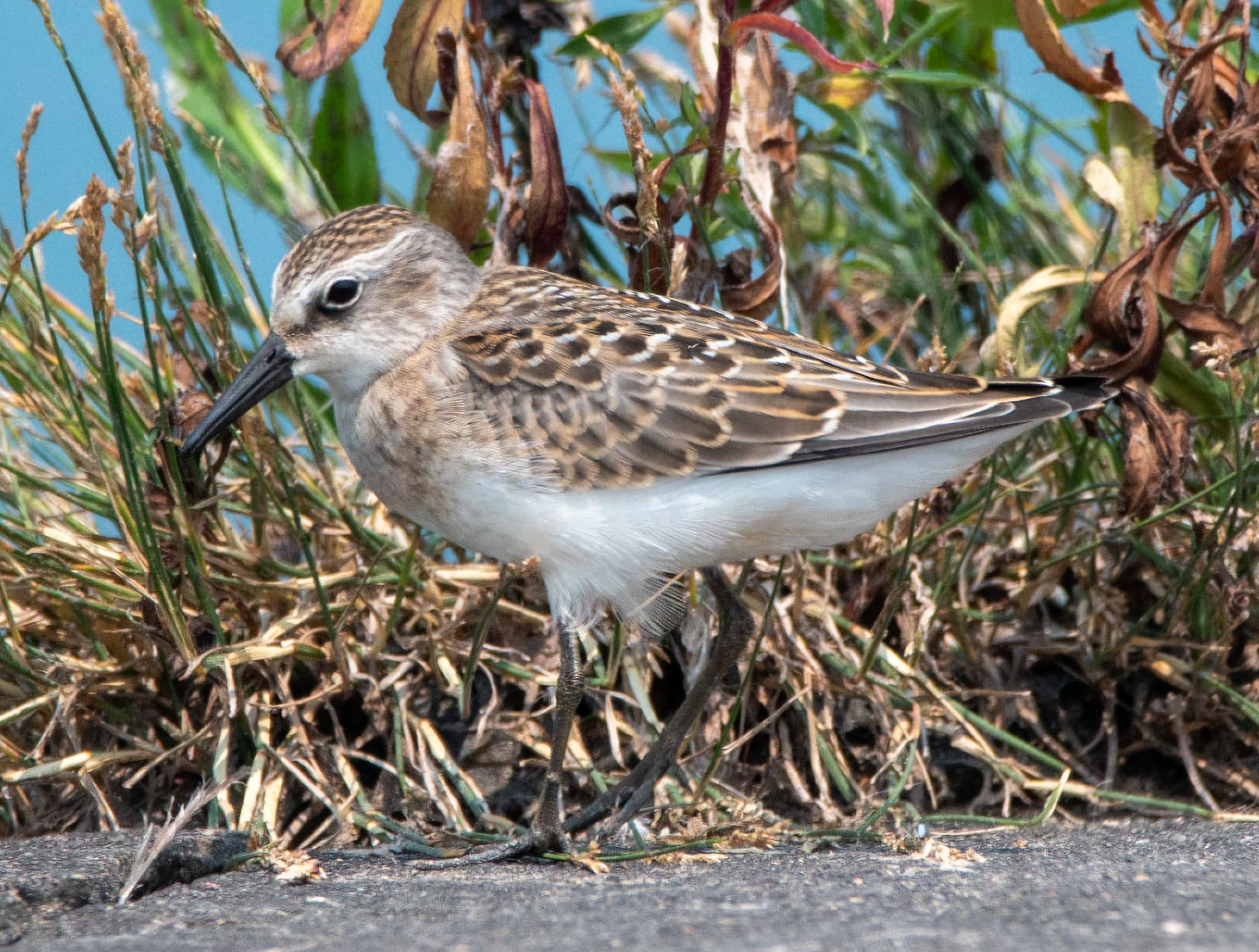 Semipalmated Sandpiper enjoying insects on the Sodus Point pier.