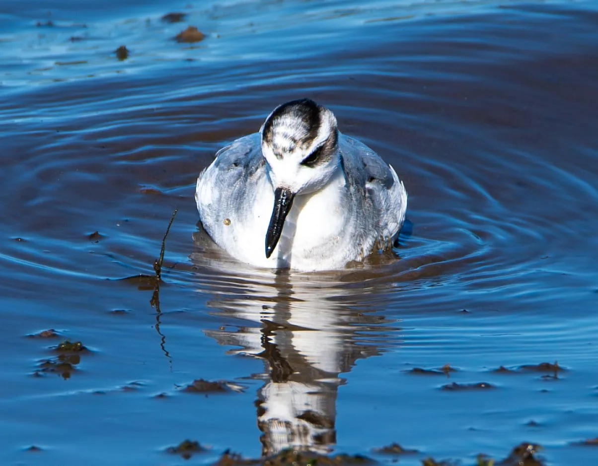 Red Phalarope ... fed just feet away from a busy road along south end of Sodus Bay for an entire afternoon