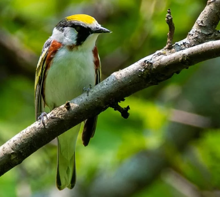 Chestnut-sided Warbler
