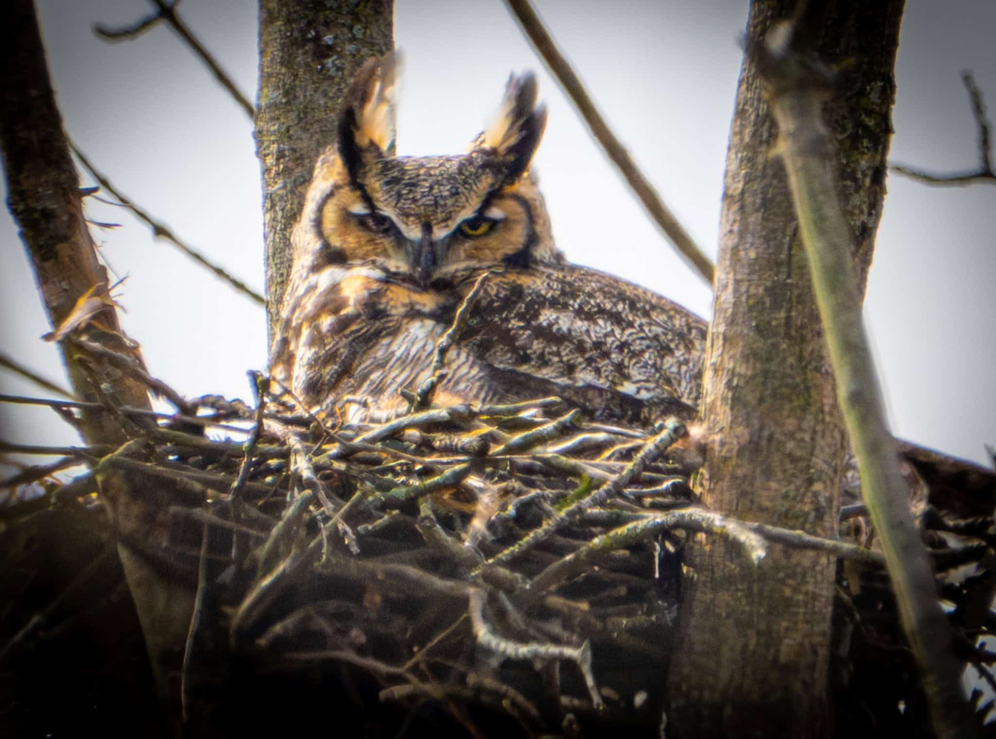 Great Horned Owl incubating eggs