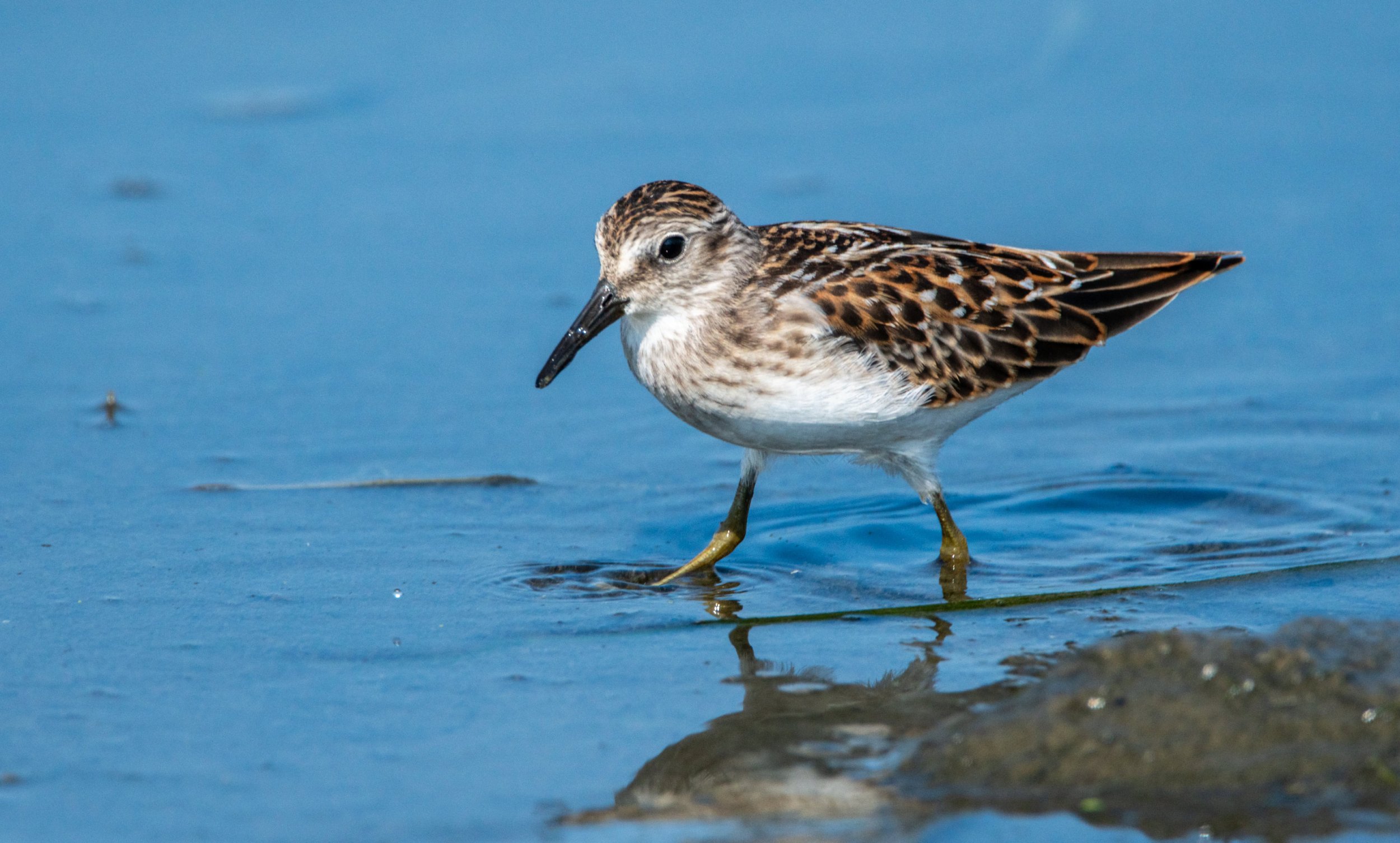 Least Sandpiper