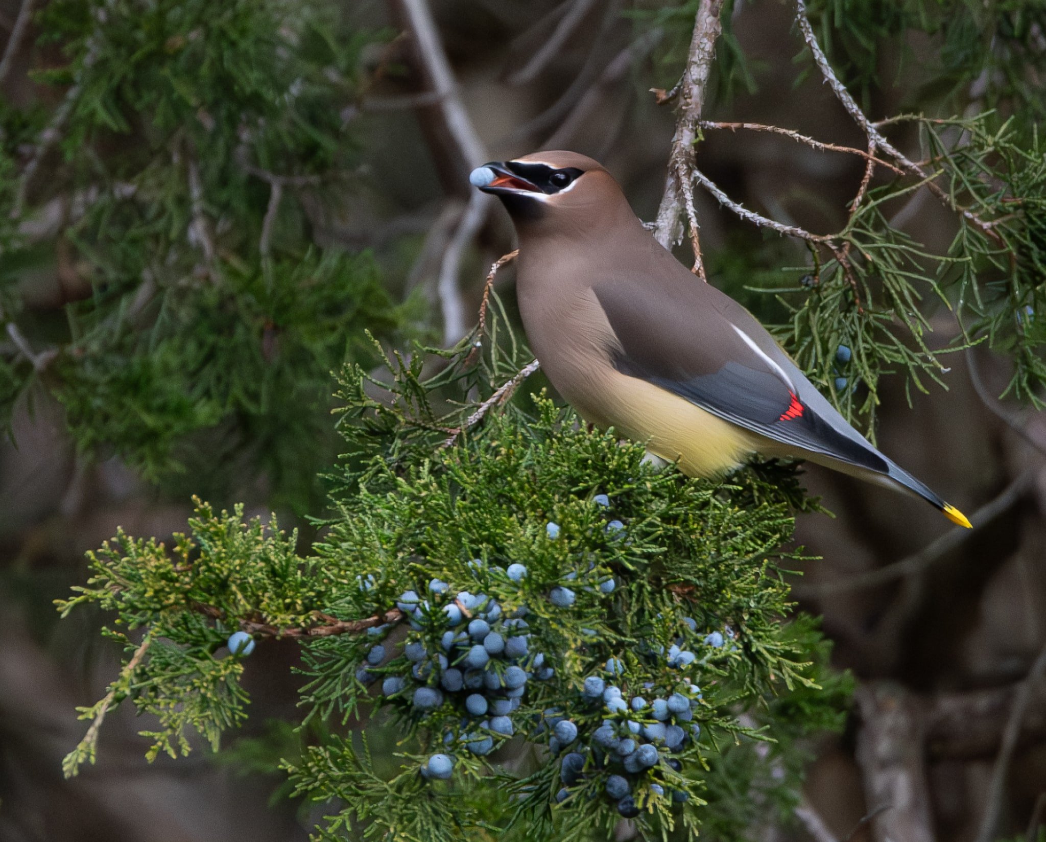 Cedar Waxwing with a juniper berry breakfast