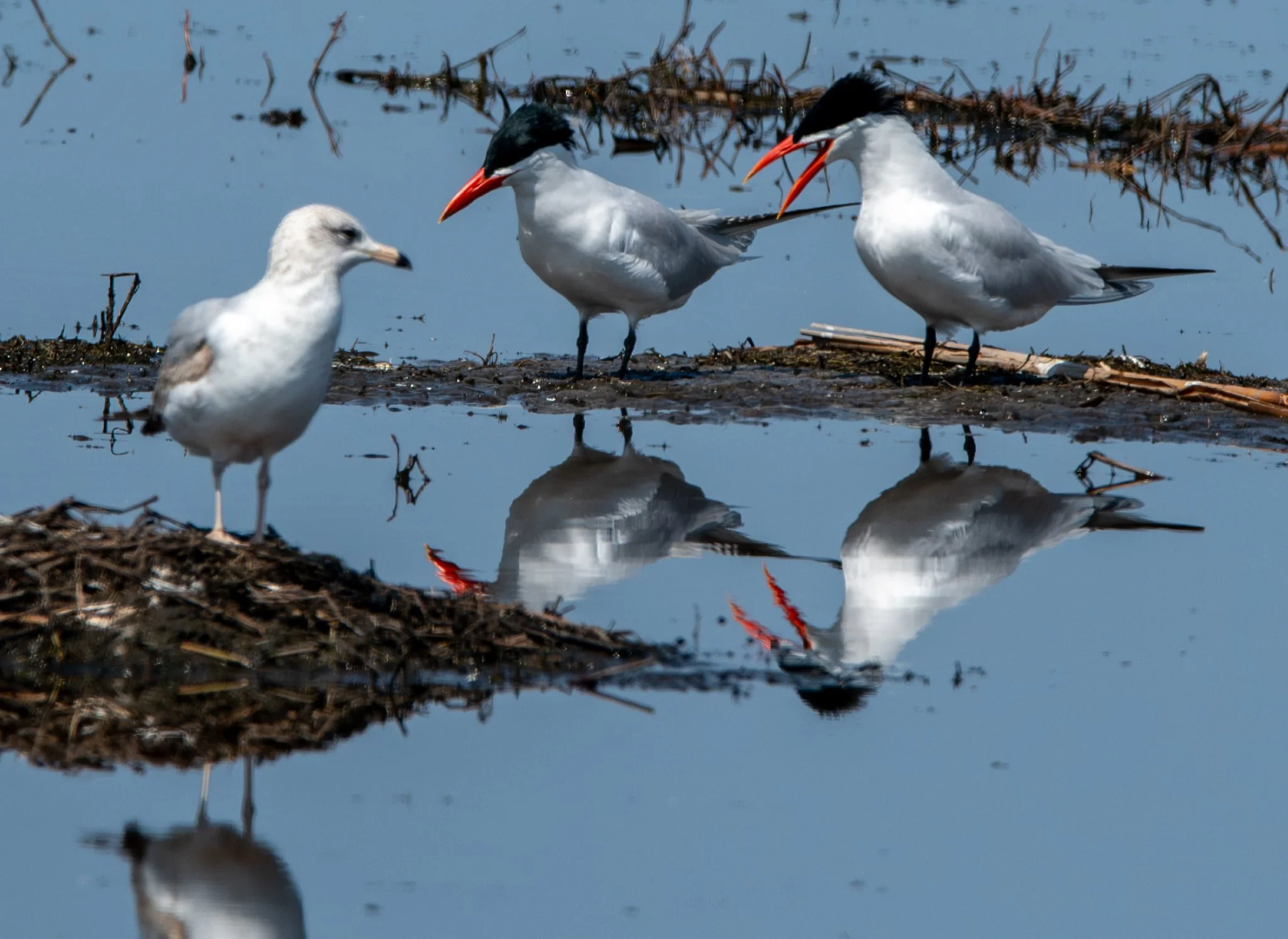 Caspian Tern and Ring-billed Gull