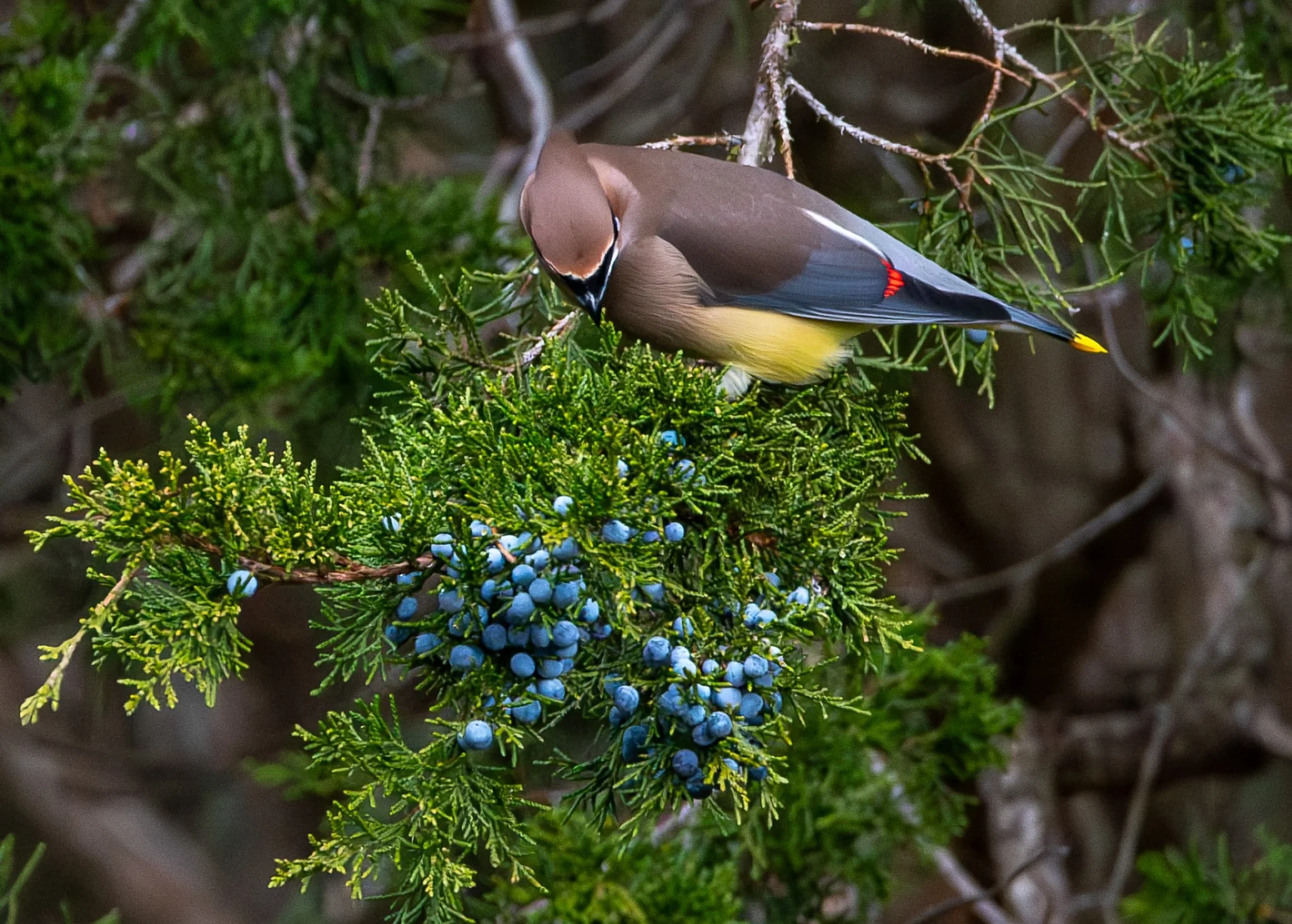 Cedar Waxwing looking for just the right Juniper berry