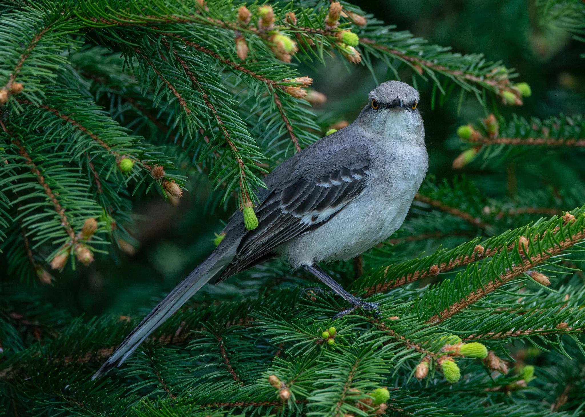 Northern Mockingbird giving me the evil eye