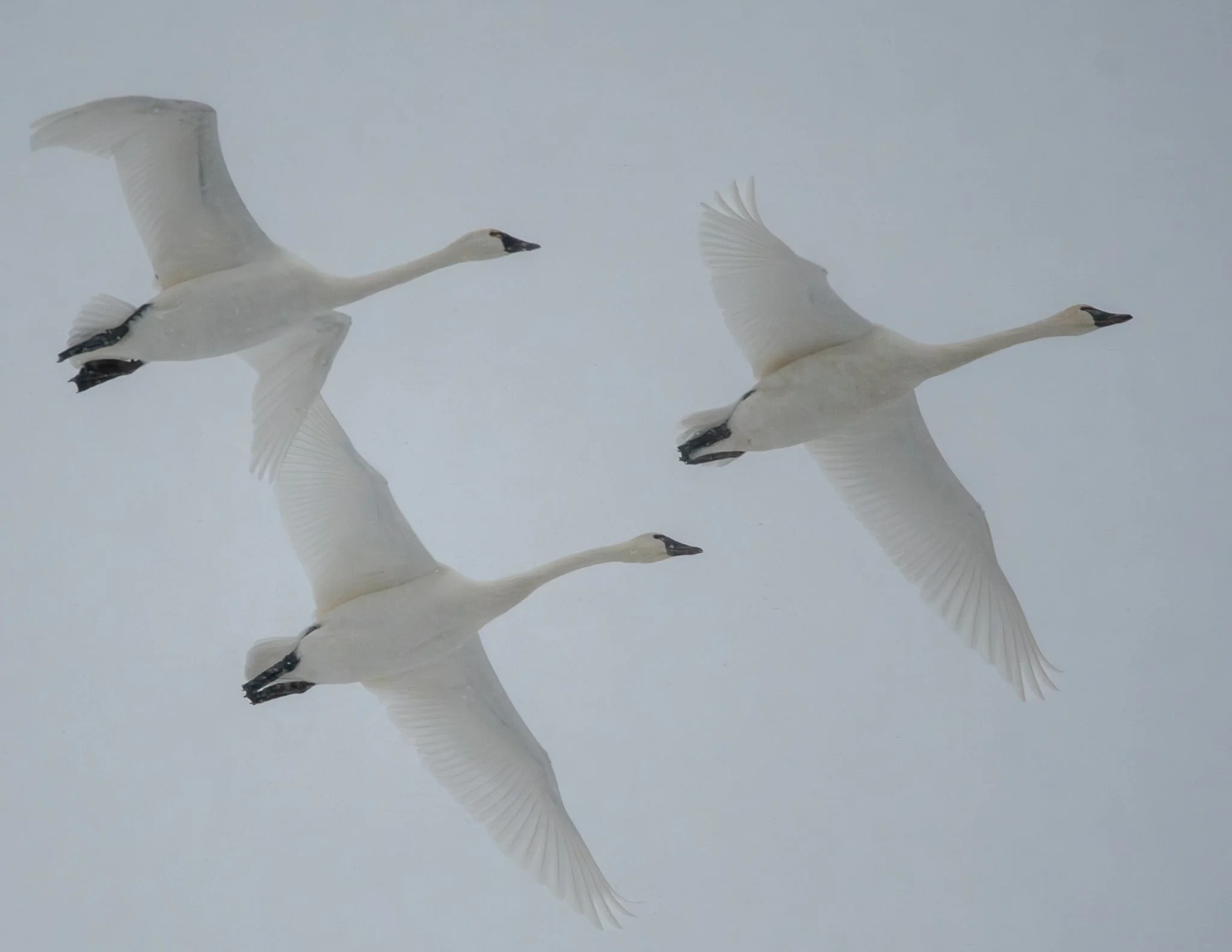 Tundra Swan in a snow squall