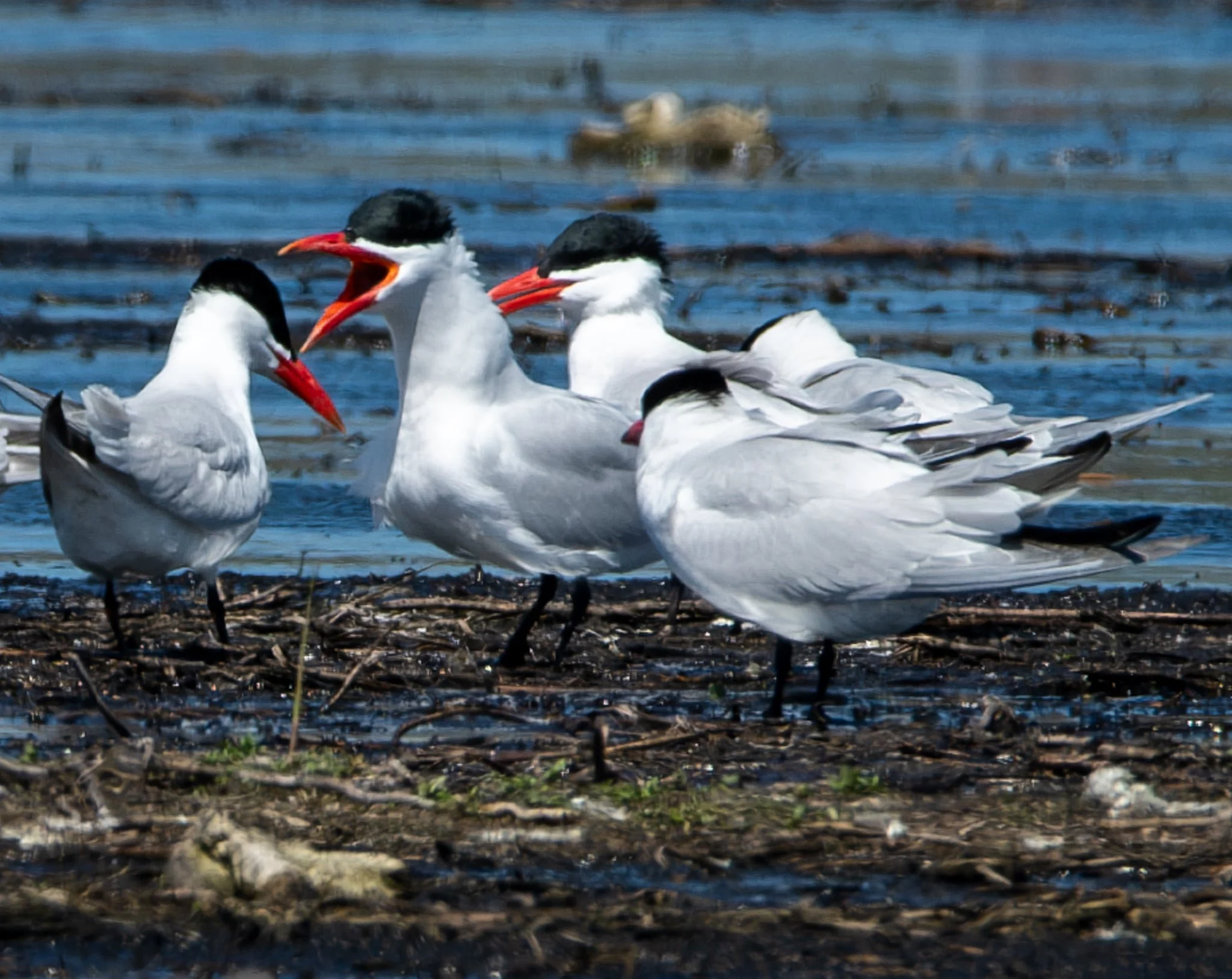 Caspian Tern (jibber jabber!)