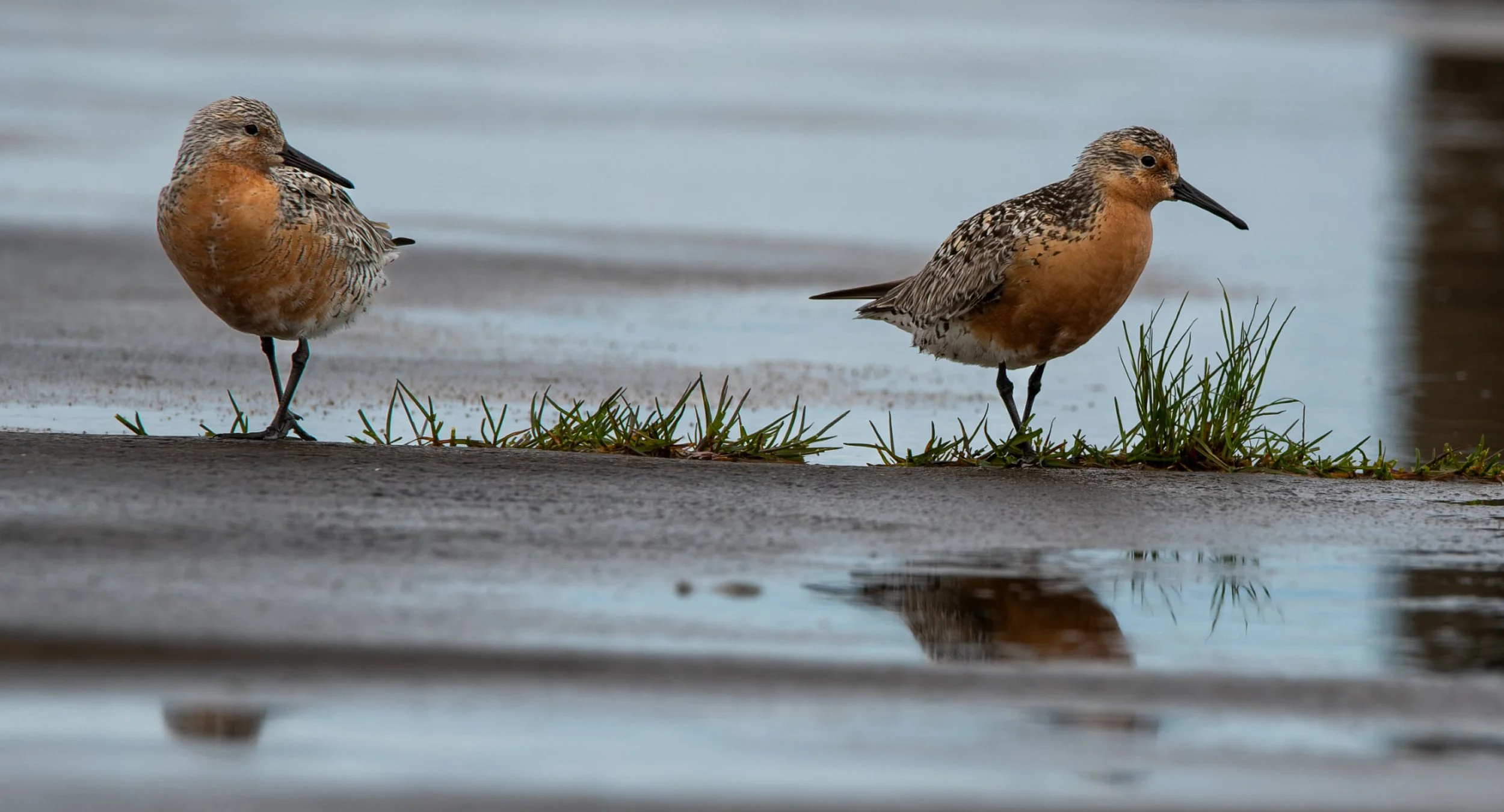 Red Knot twins