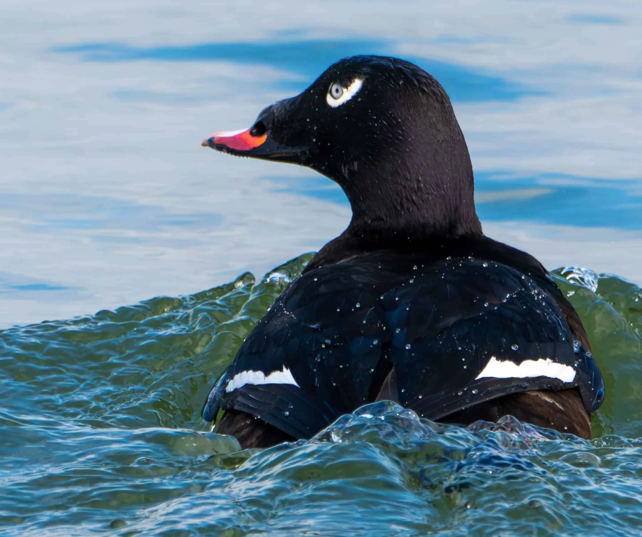 White-winged Scoter with its eye liner sponsored by Nike
