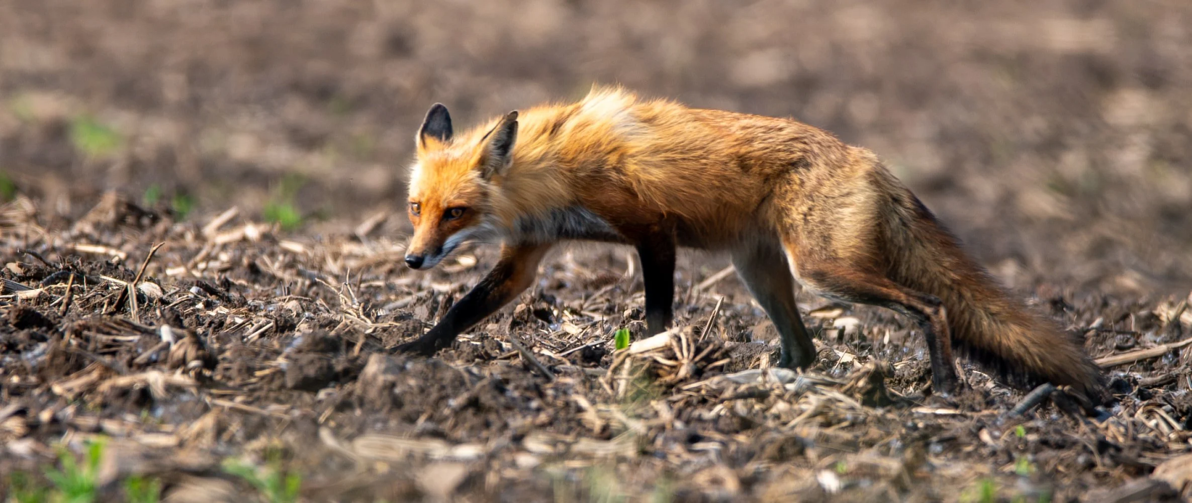 Red Fox slinking around a flock of geese
