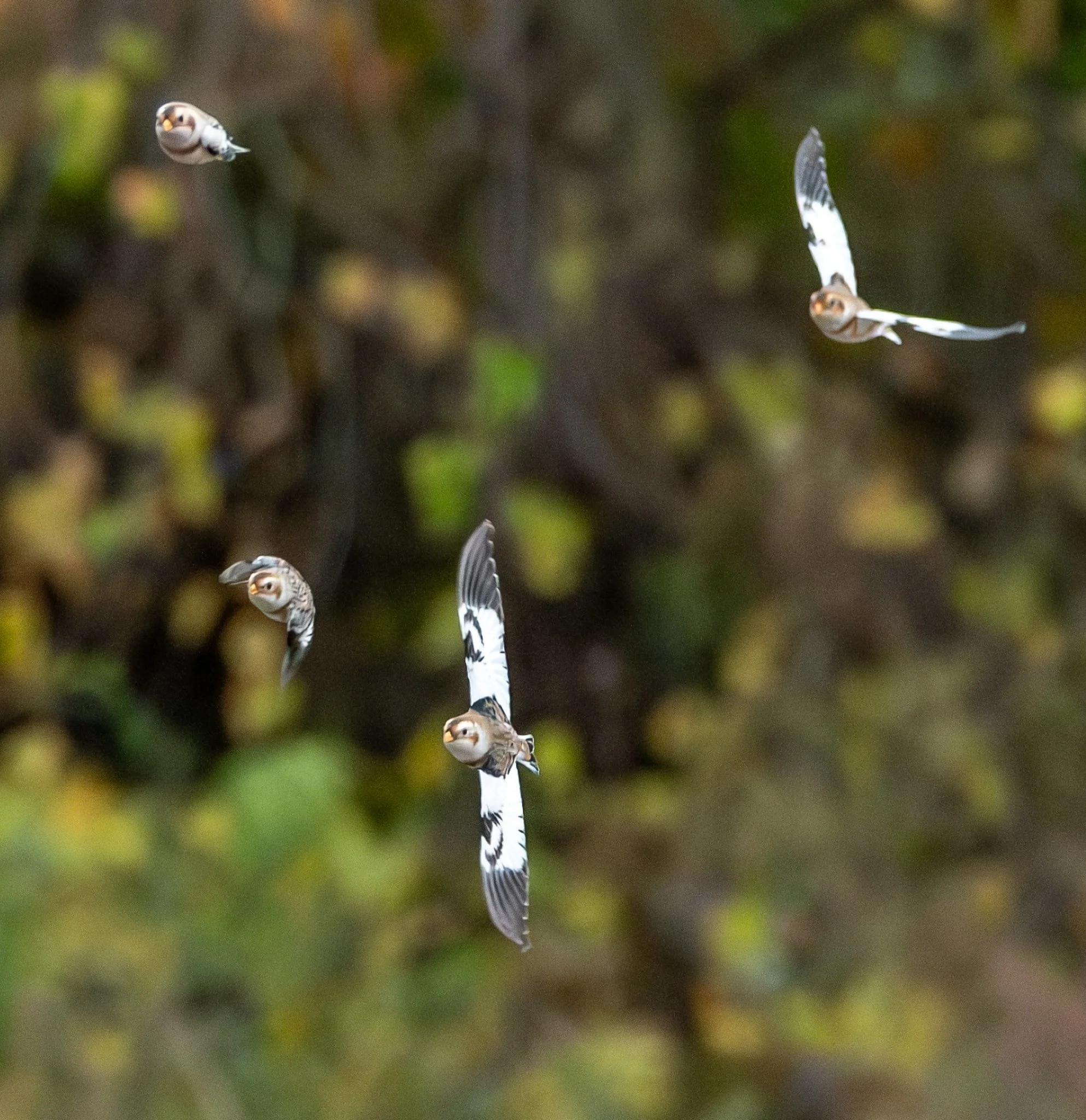 Snow Buntings coming in for a landing