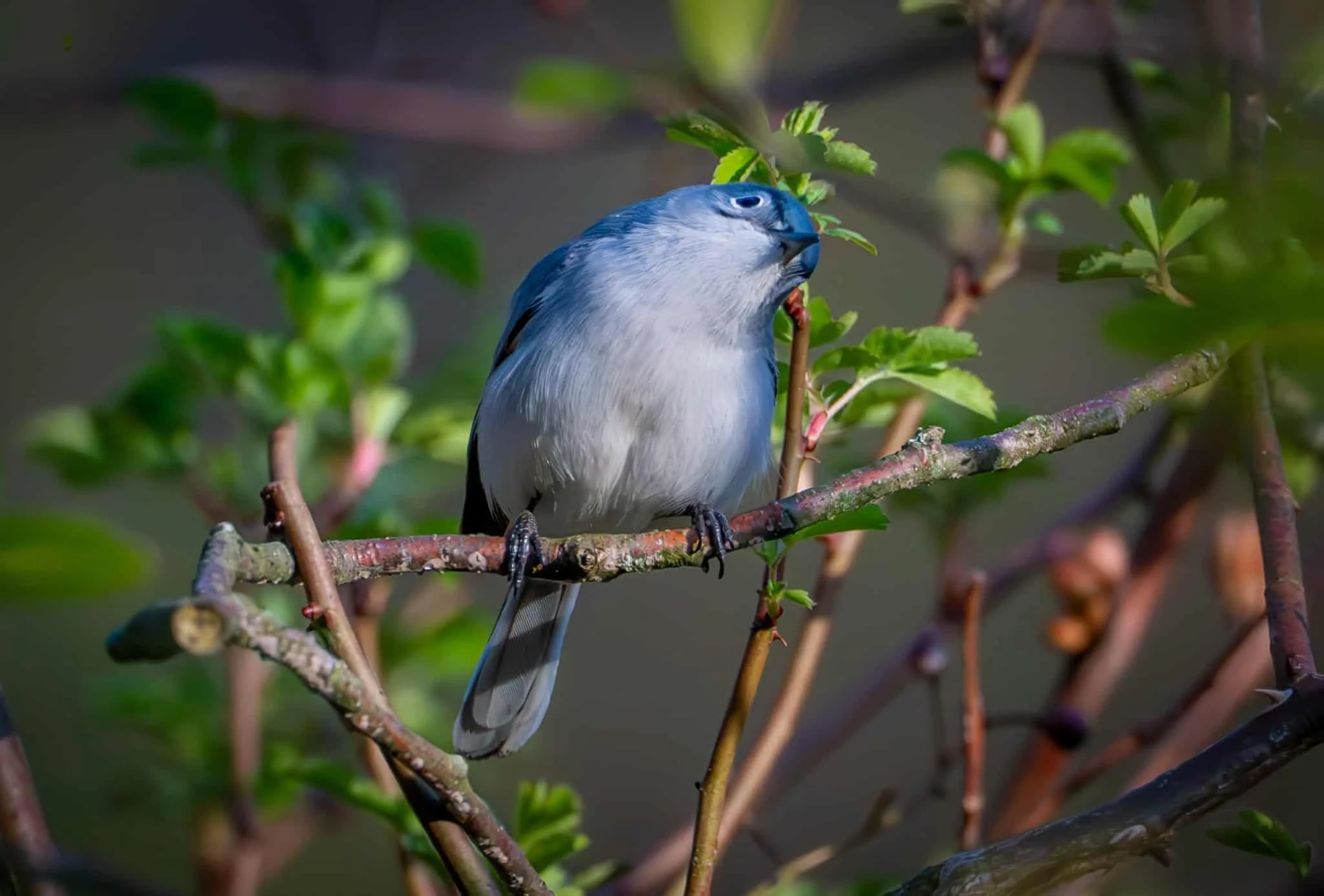 The head tilt gets me every time (Blue-gray Gnatcatcher)