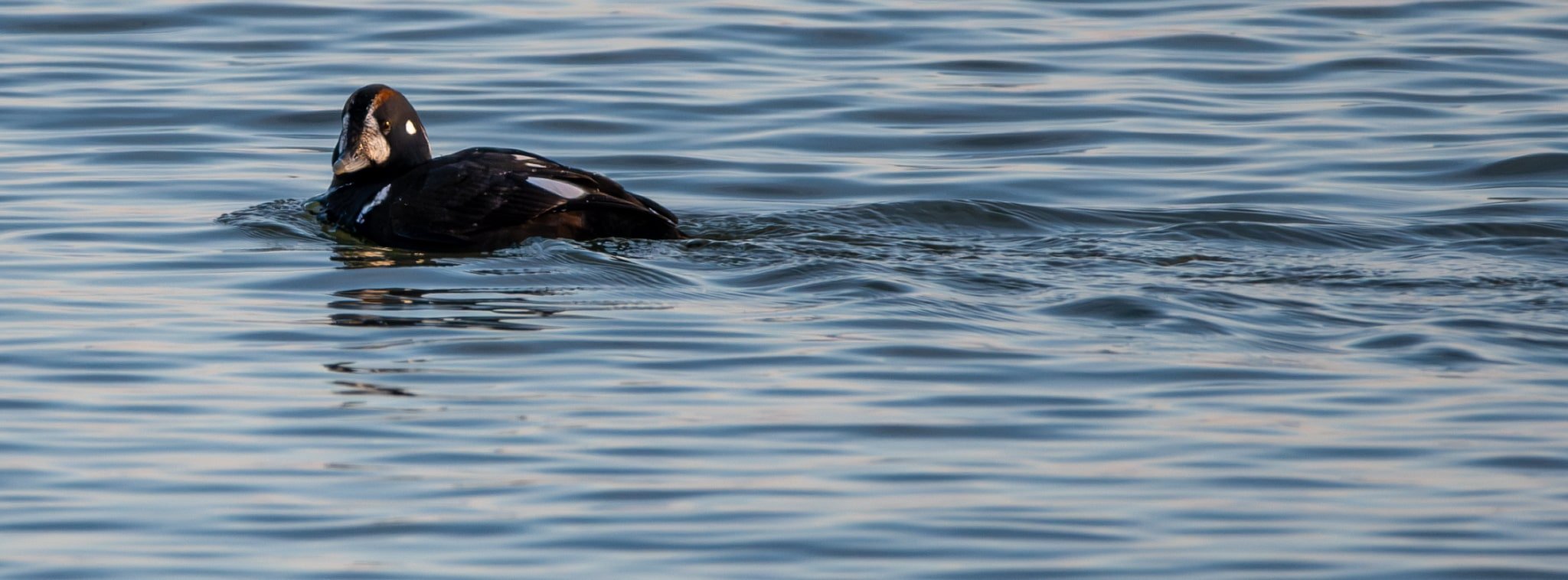 The markings of a male Harlequin Duck are simply exquisite