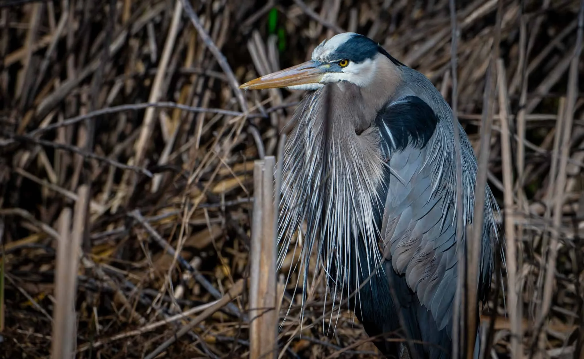 Great Blue Heron showing off his breeding plumage