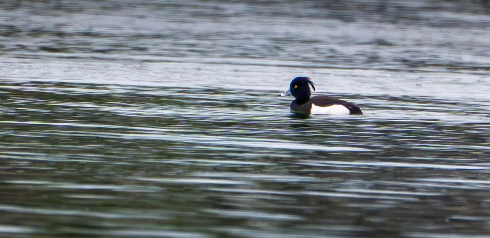 Tufted Duck ... showing the tuft that gives him his name