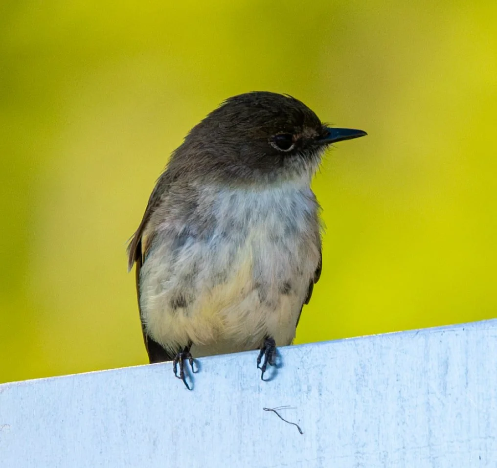 Eastern Phoebe