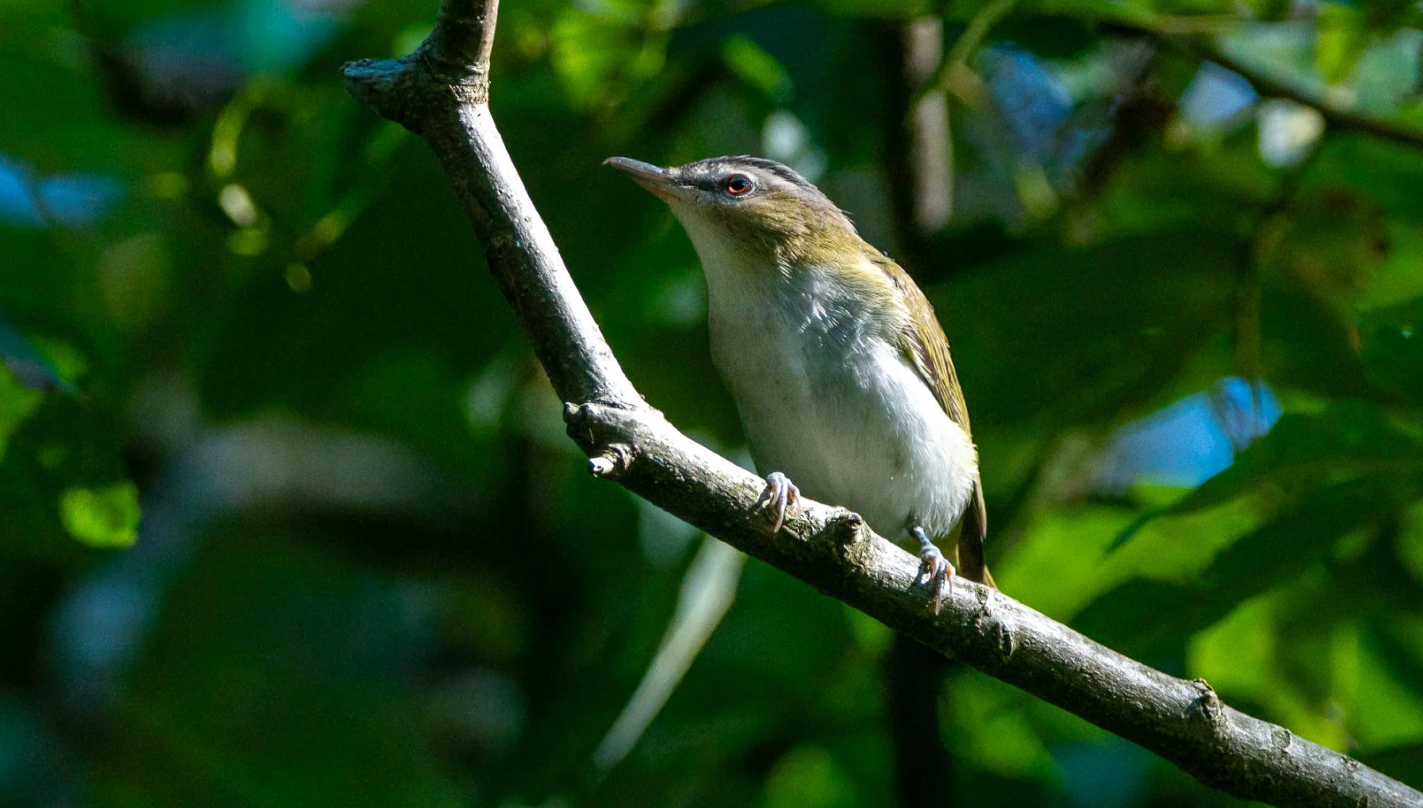 Red-eyed Vireo with his namesake eye