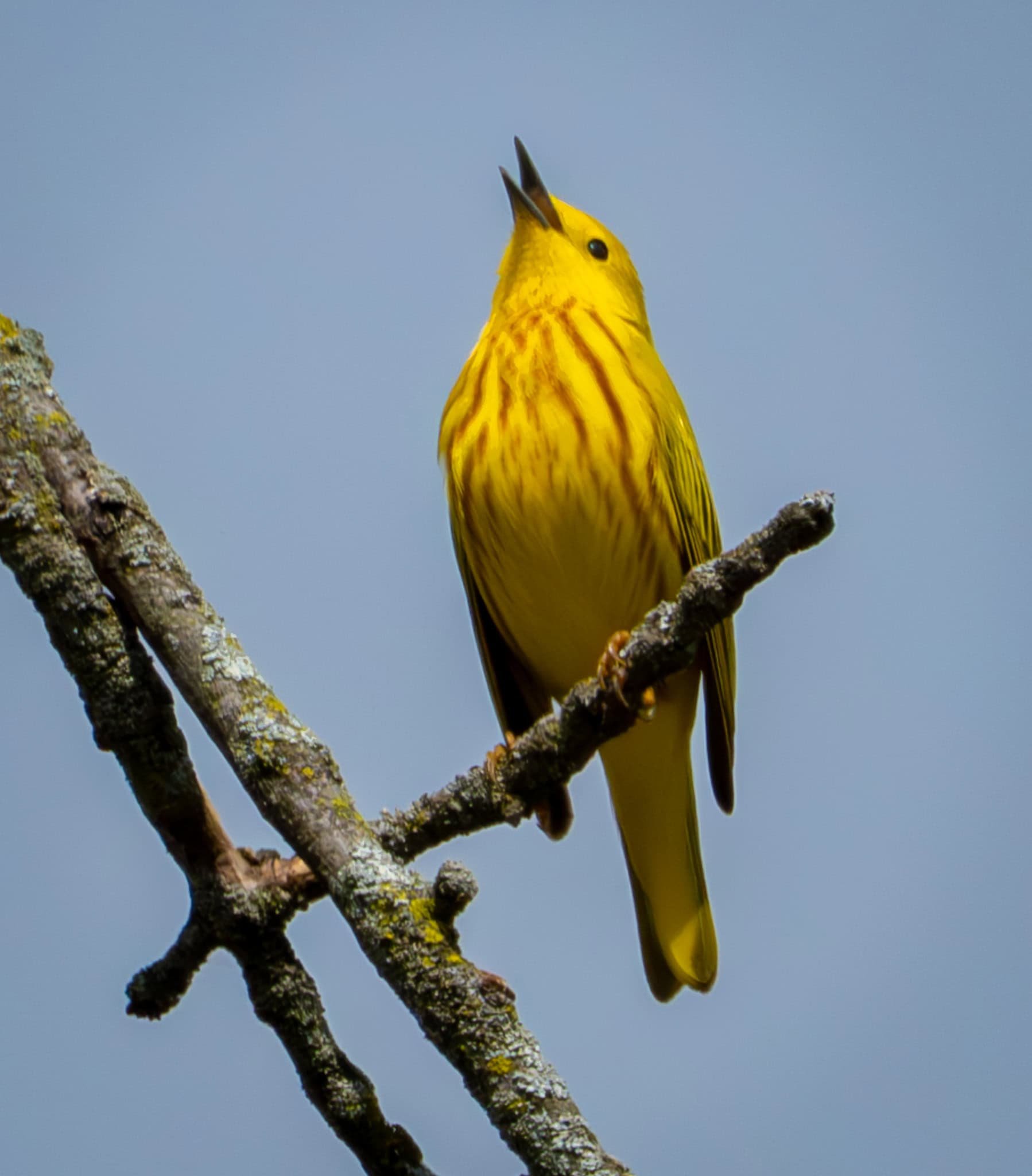 Yellow Warbler belting out his song