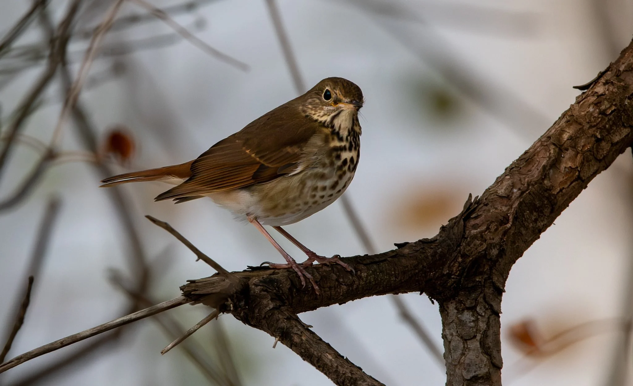 Hermit Thrush giving me the eye