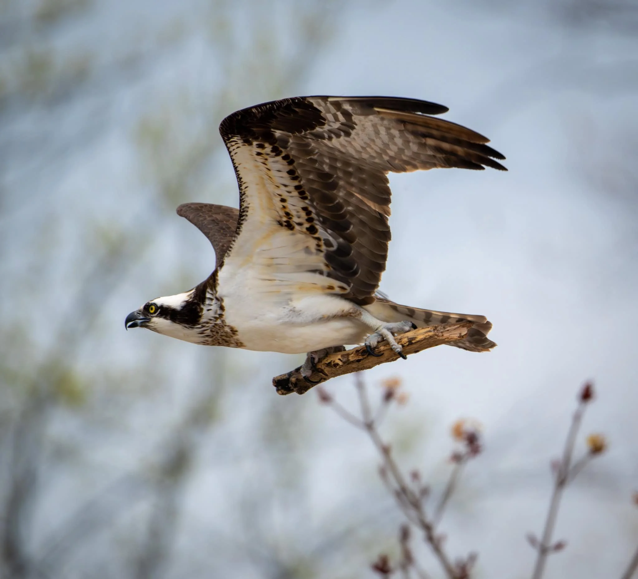 Osprey bringing nesting material back home