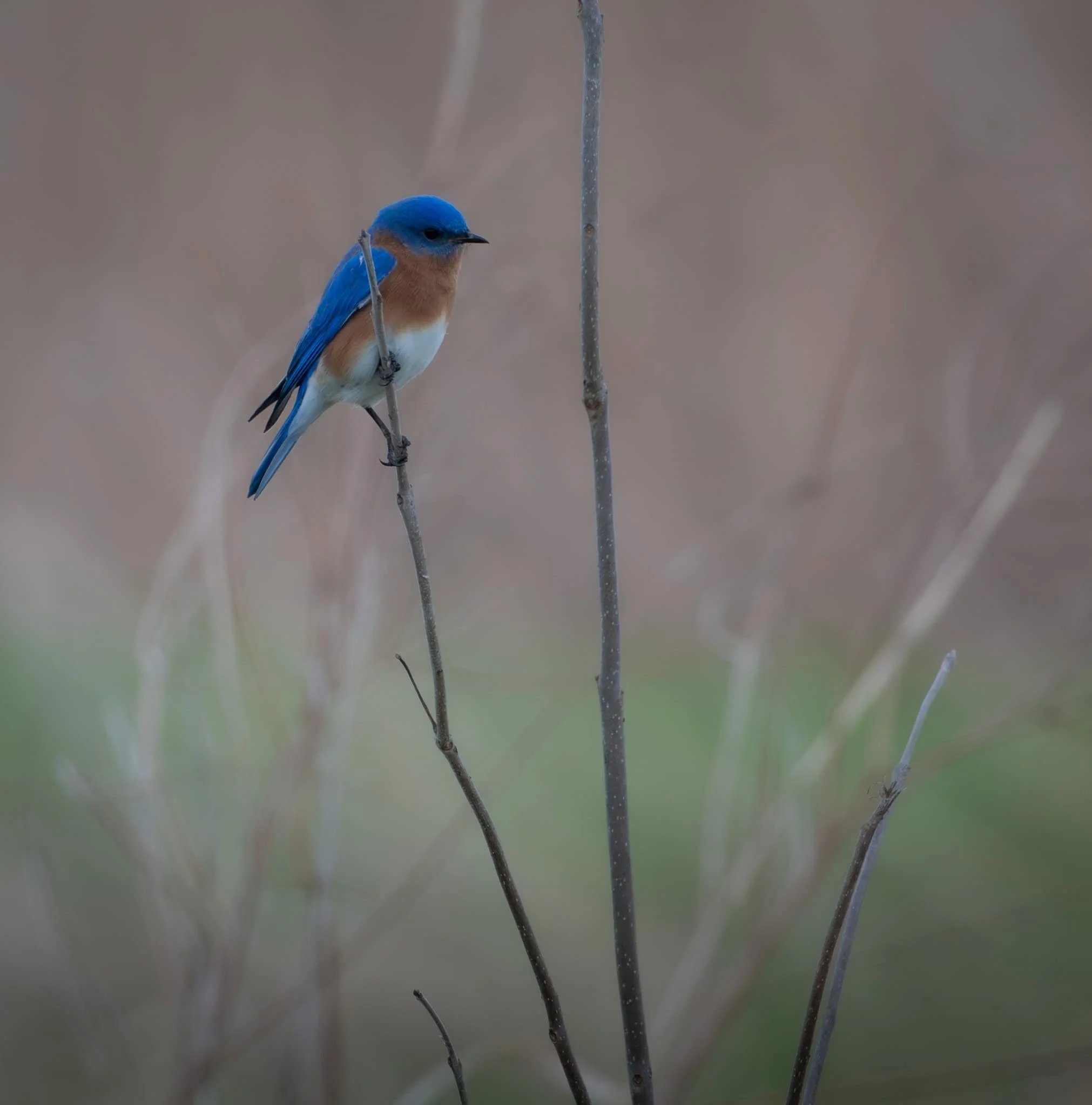 Eastern Bluebird looks out over his field