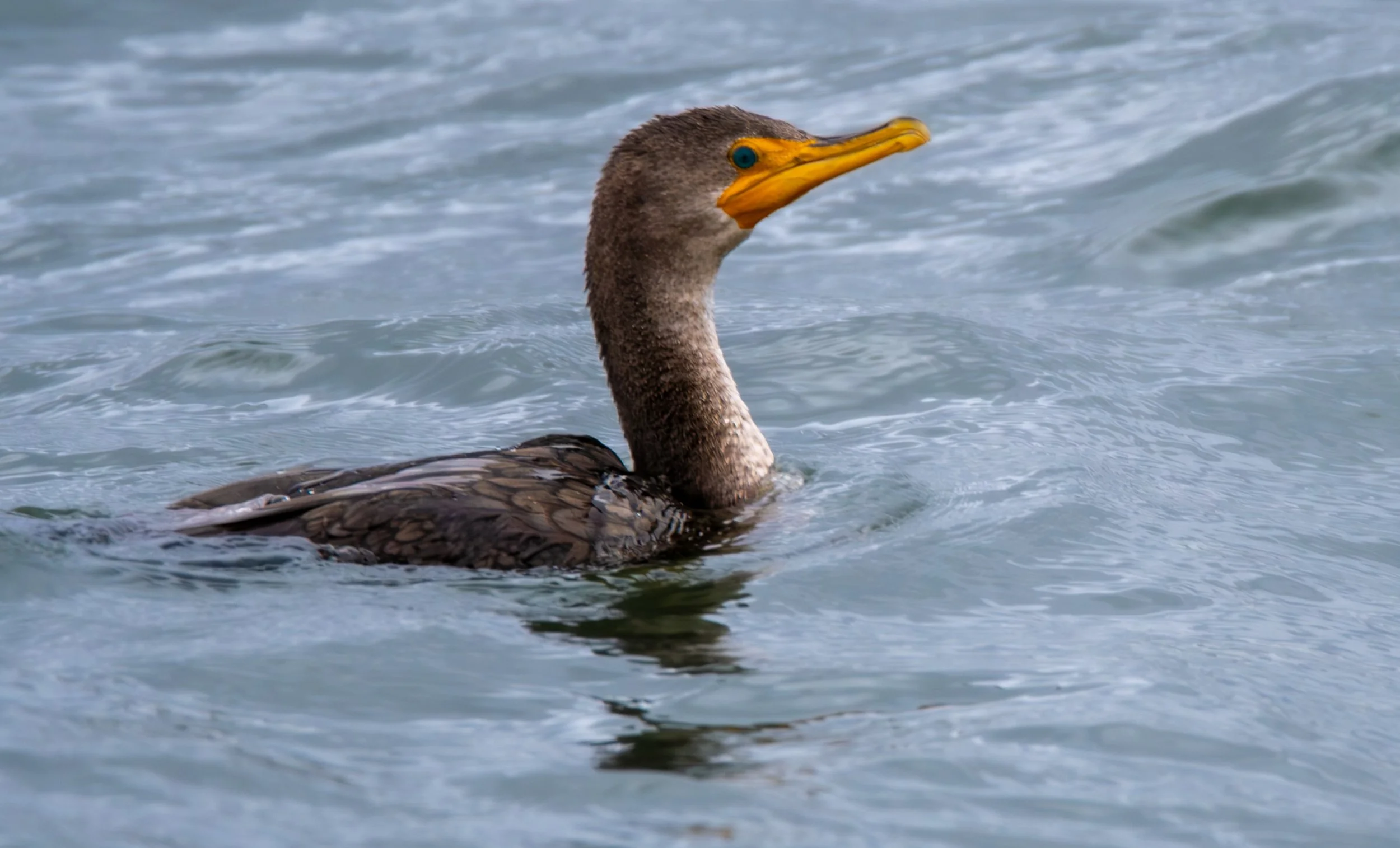 Double-crested Cormorant