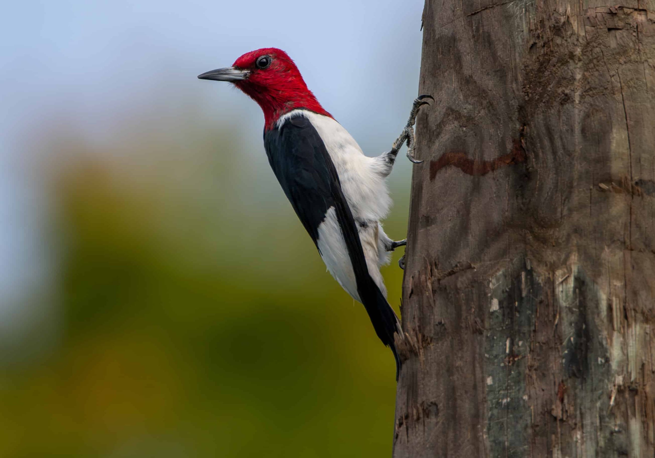 Red-headed Woodpecker