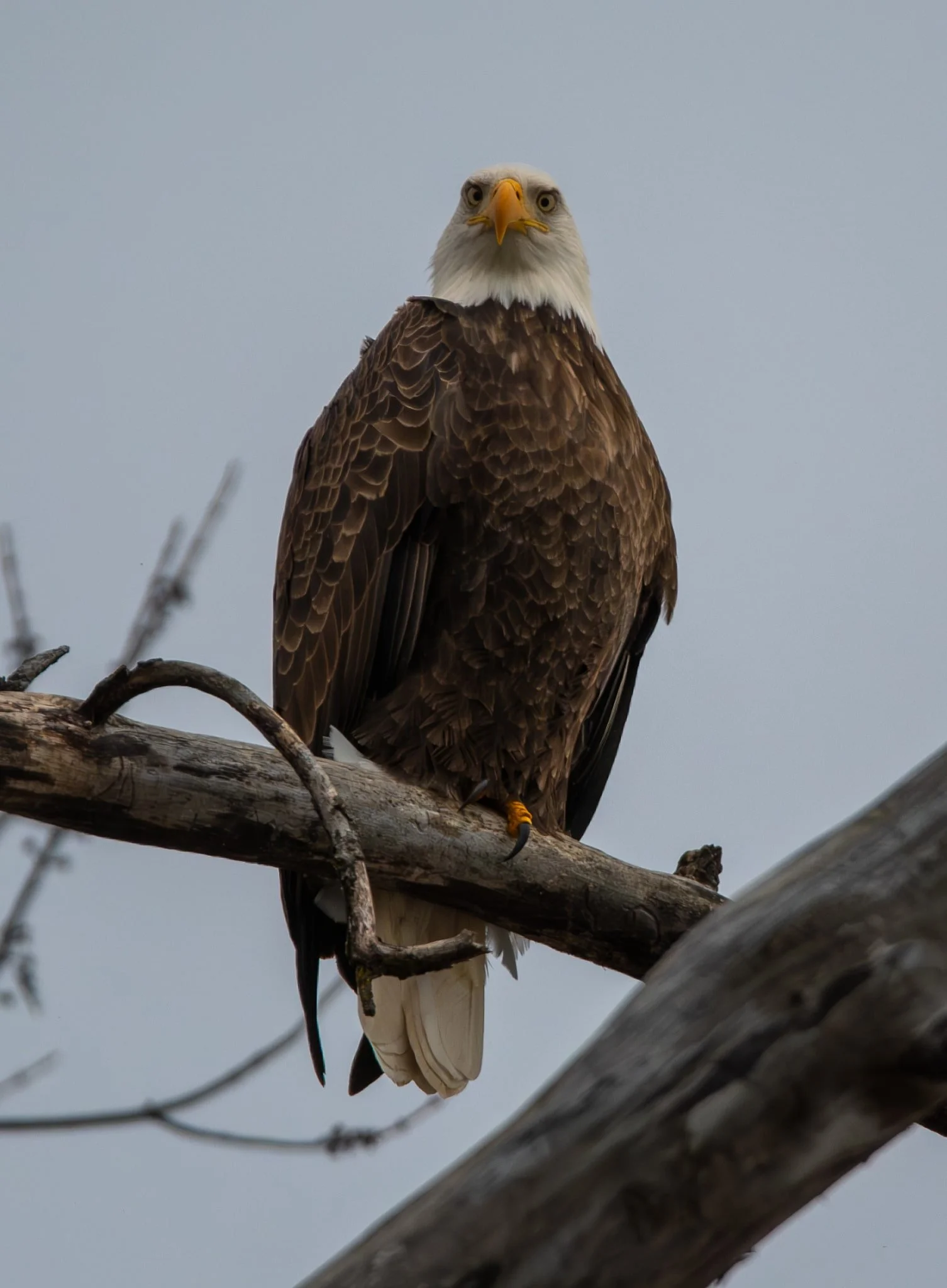 Bald Eagle giving me "the look"
