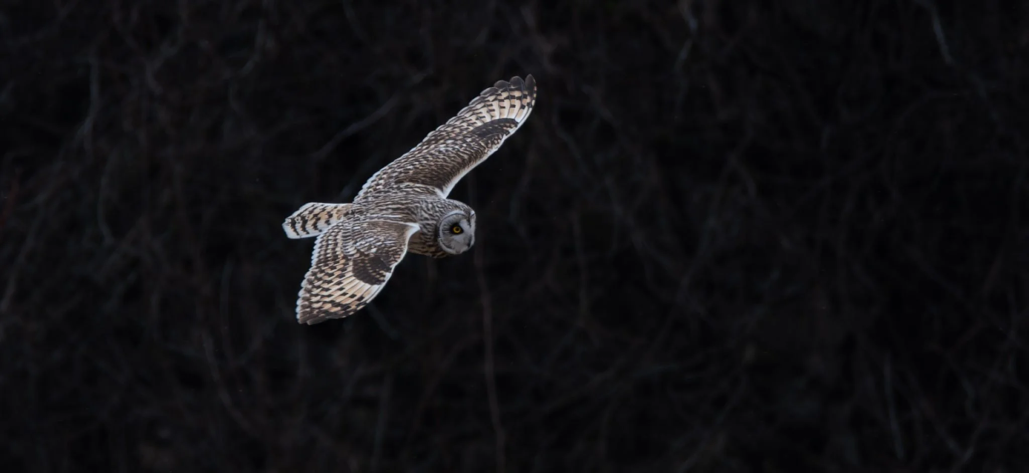 Short-eared Owl