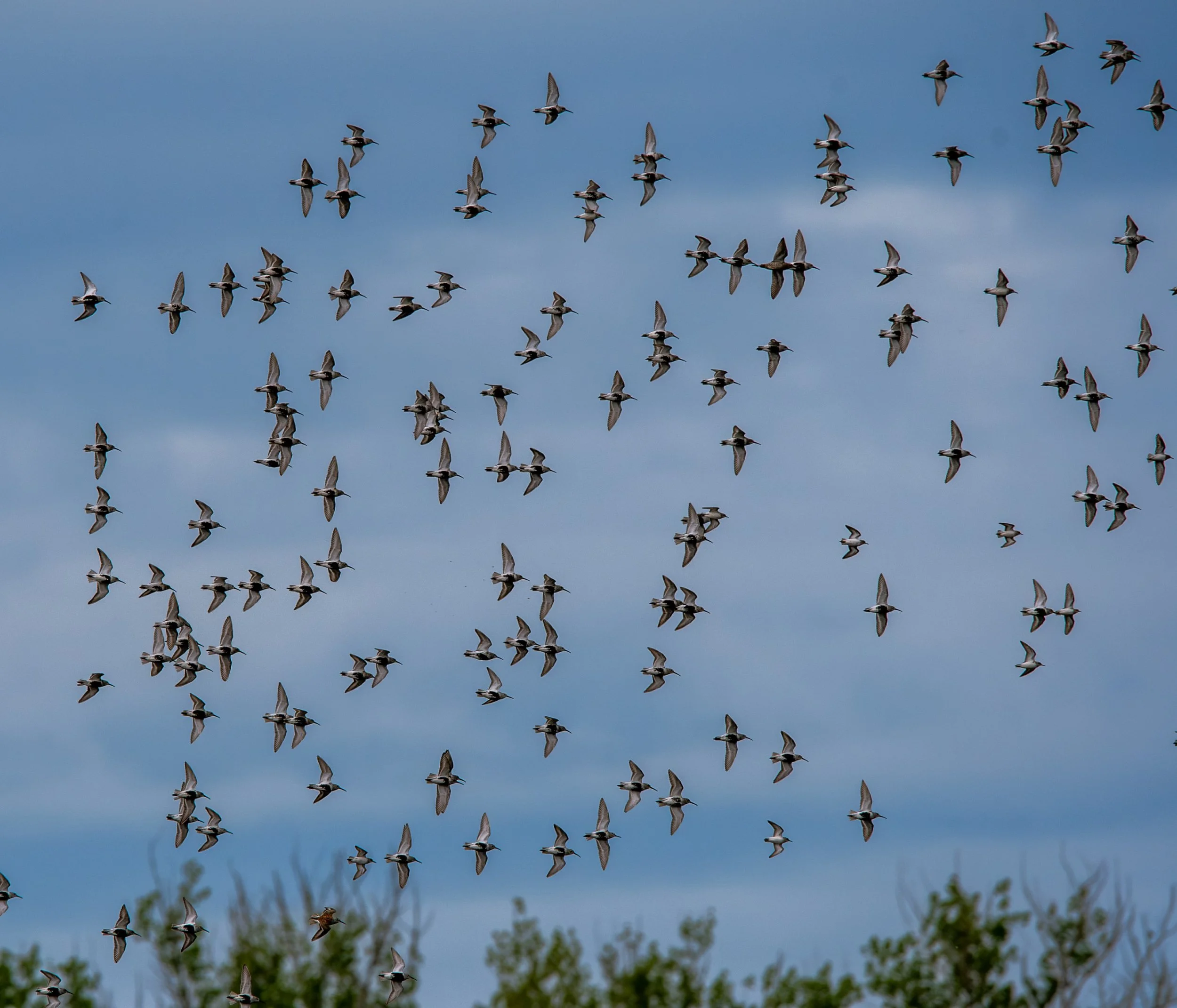 Dunlin flock