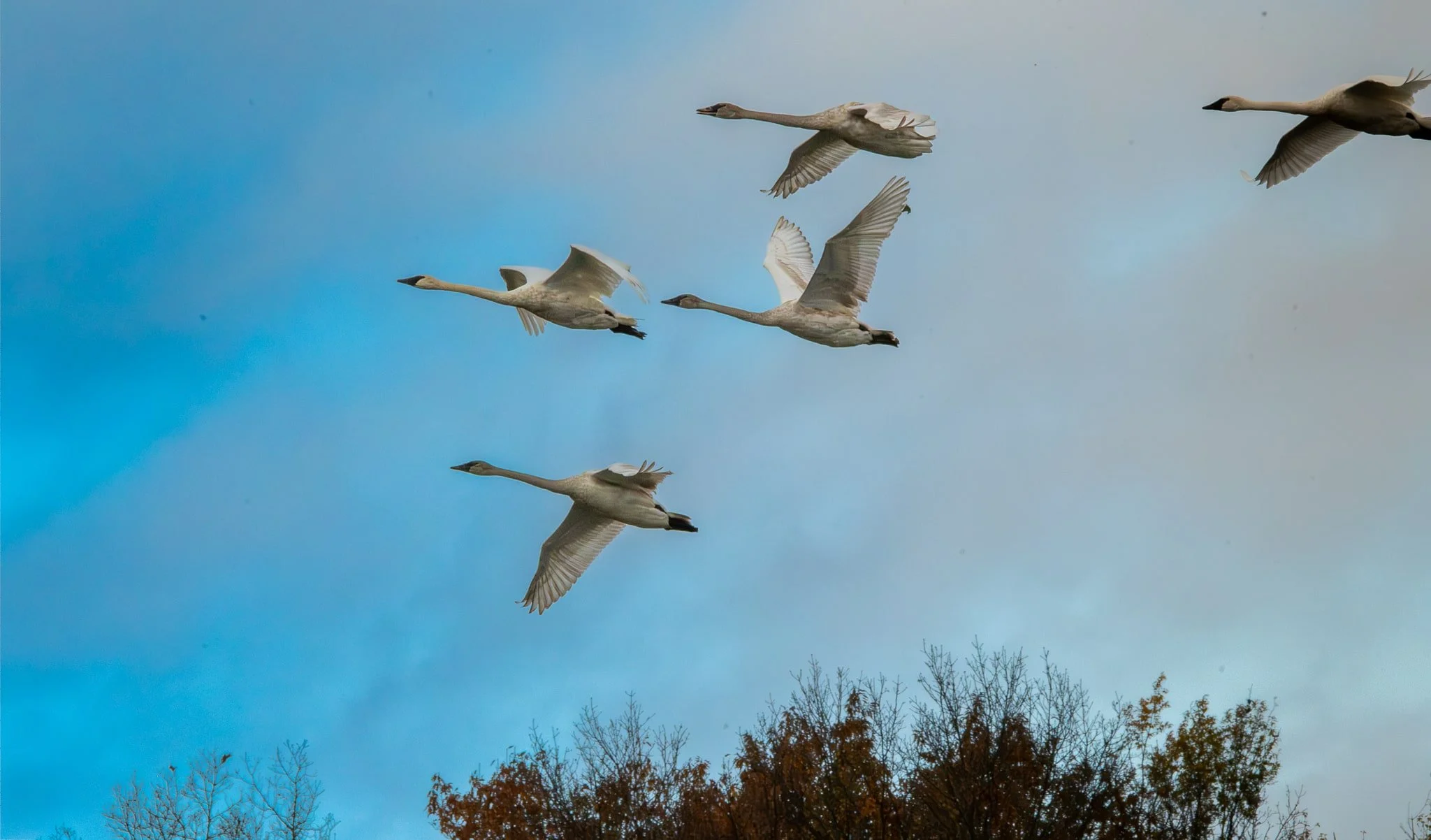 Trumpeter Swan ... flying into partly sunny skies after the storm rolled through