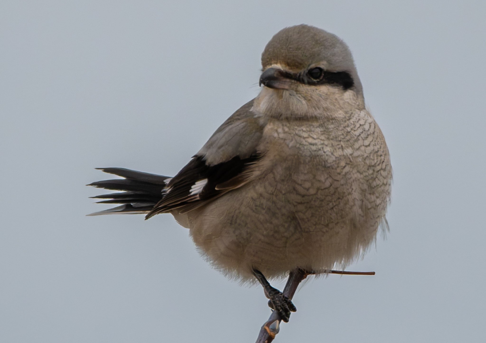 Northern Shrike looking for a small mammal snack