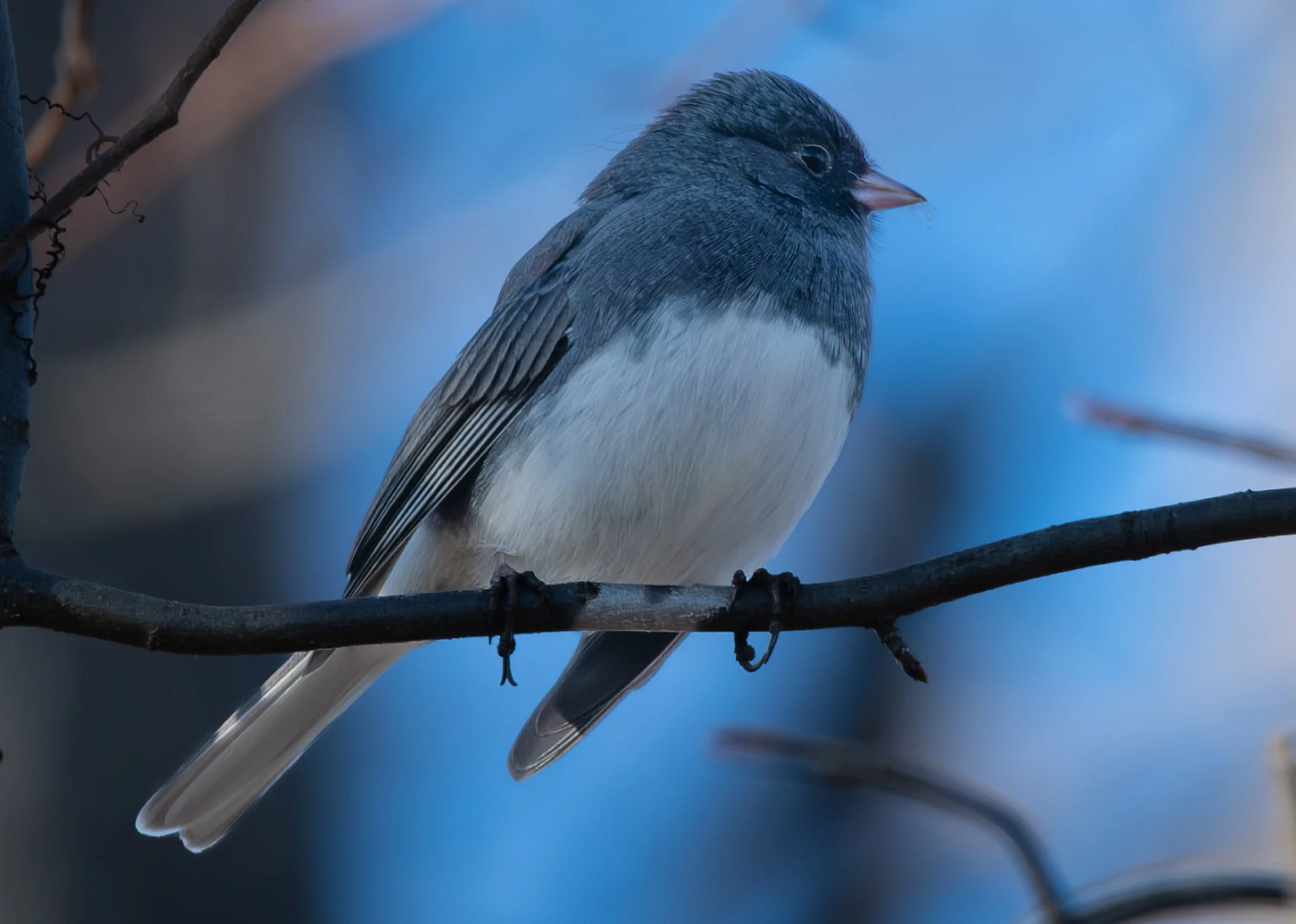 Dark-eyed Junco ... only a winter visitor for me