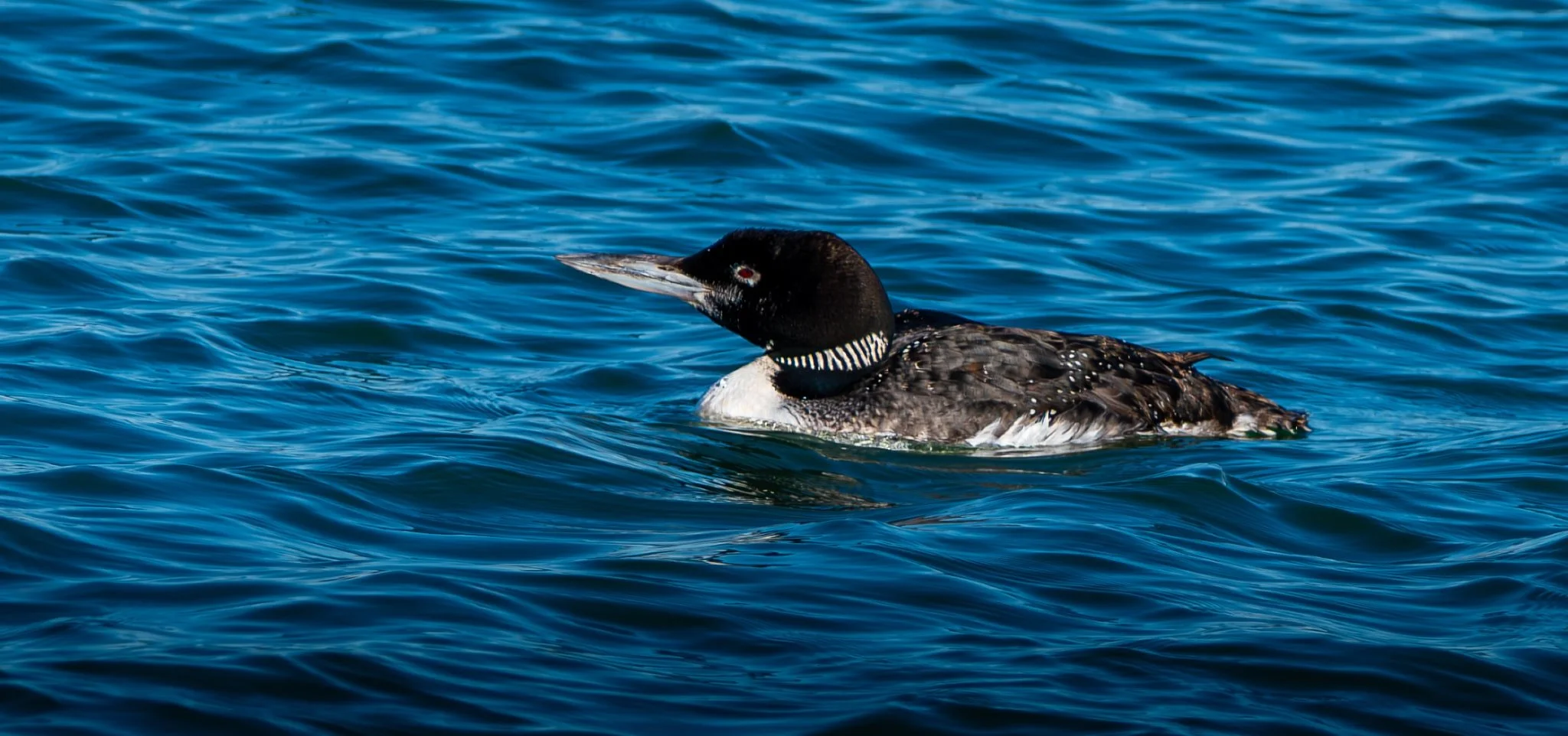 Common Loon with just a hint of its breeding plumage