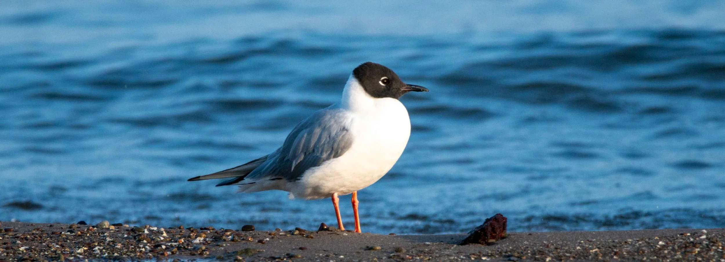Bonaparte's Gull