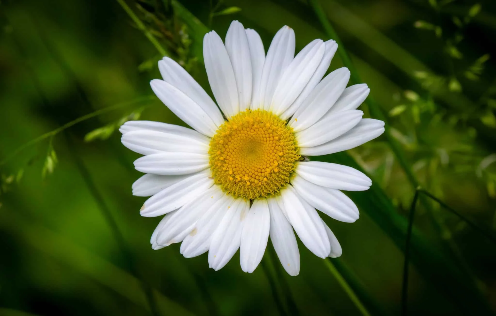 Oxeye Daisy