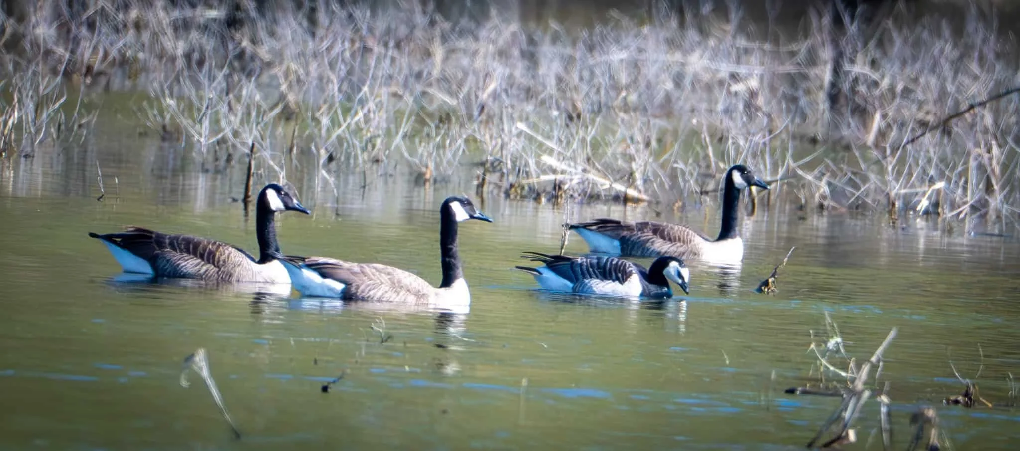 A Barnacle Goose hangs with his Canadian friends