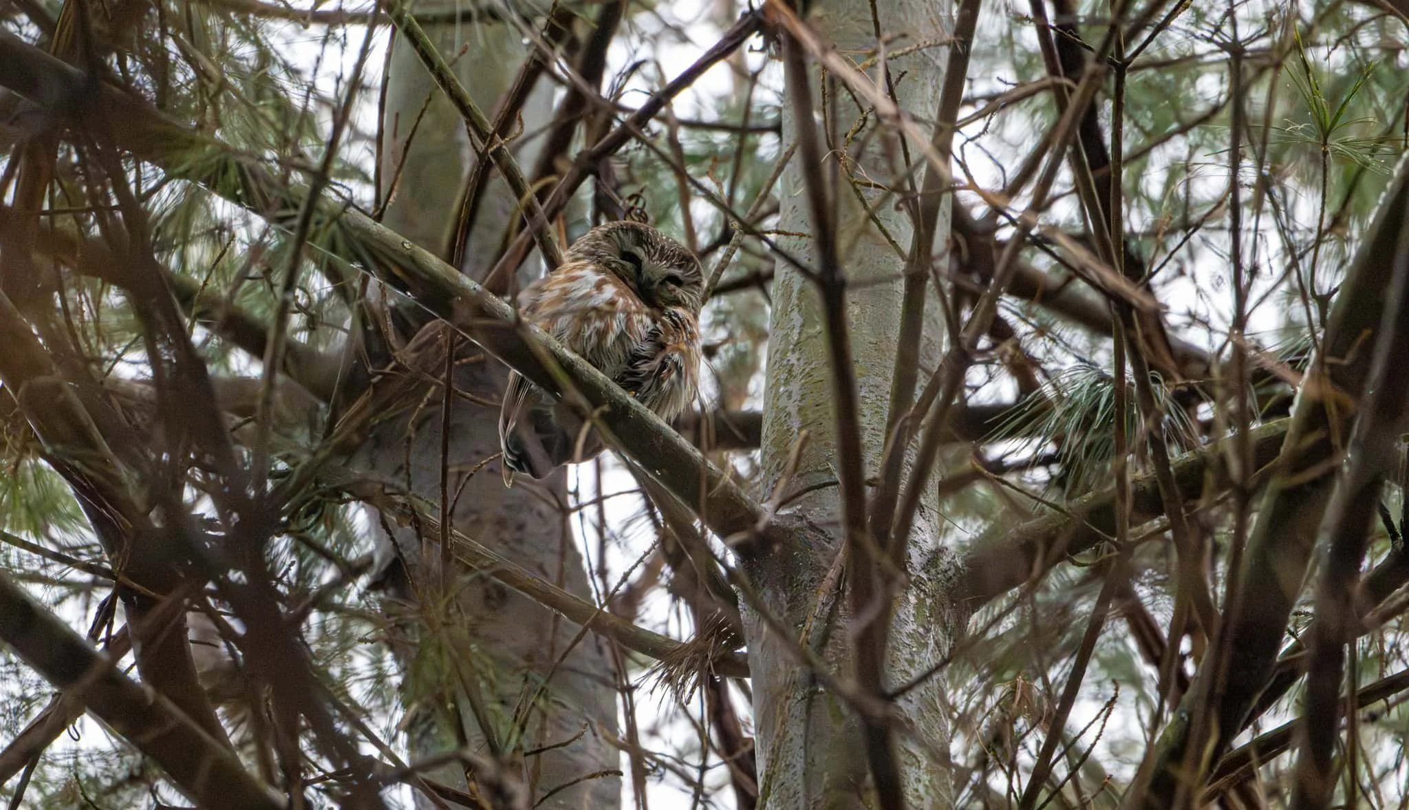 A Saw-whet Owl looking for songbirds to eat.