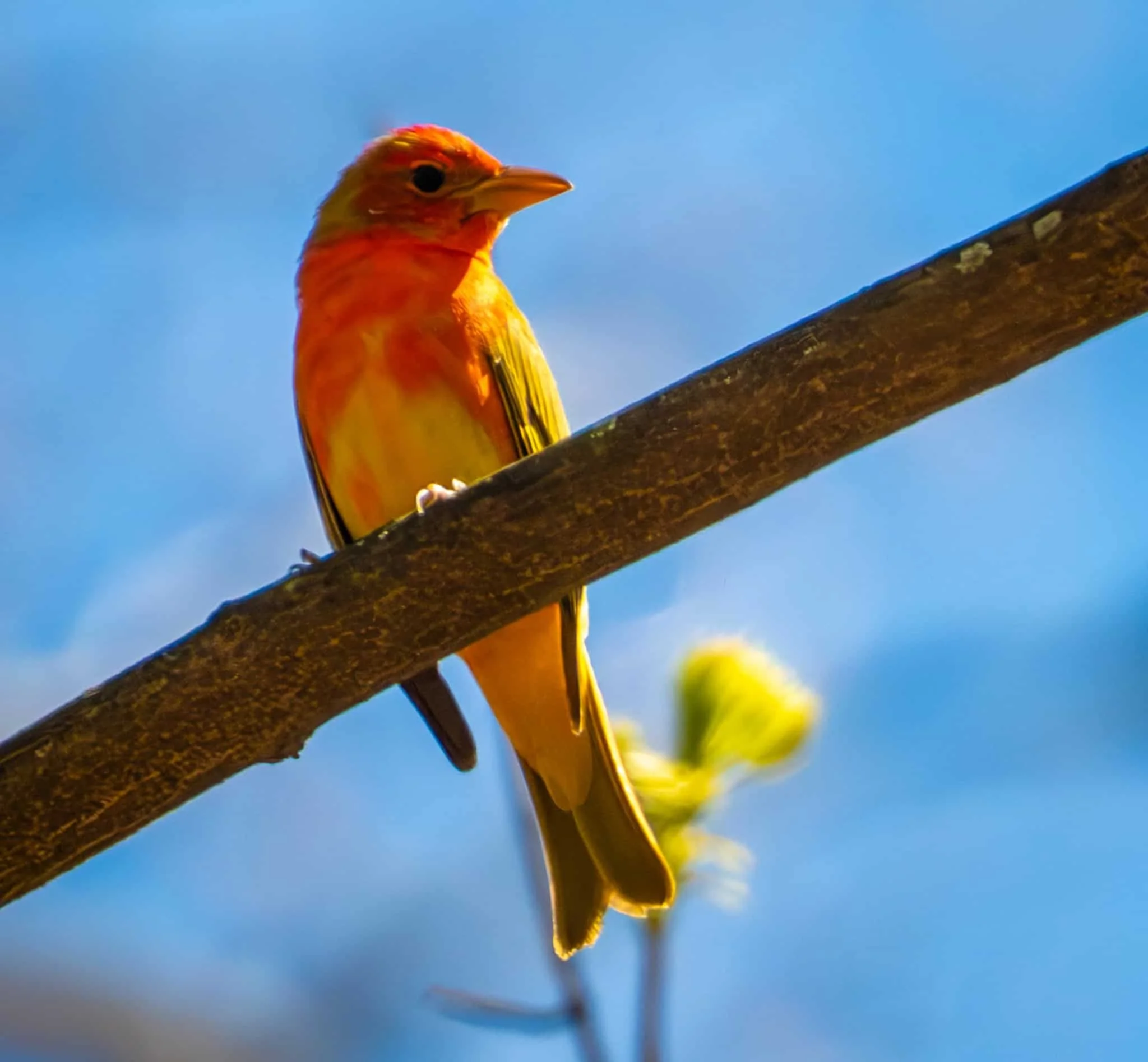 Summer Tanager - he's a bit lost!
