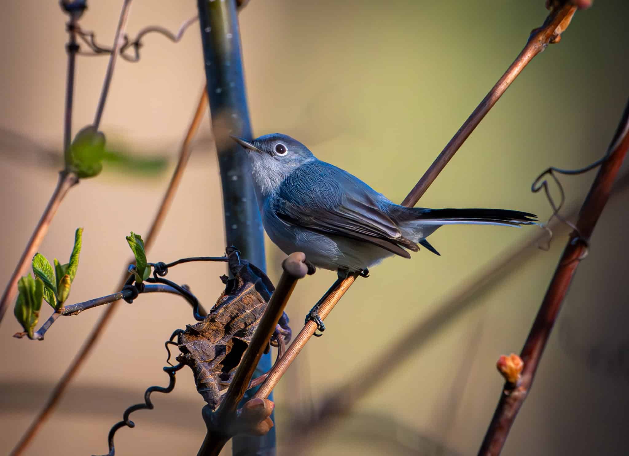 Blue-gray Gnatcatcher showing off his bright white eye ring