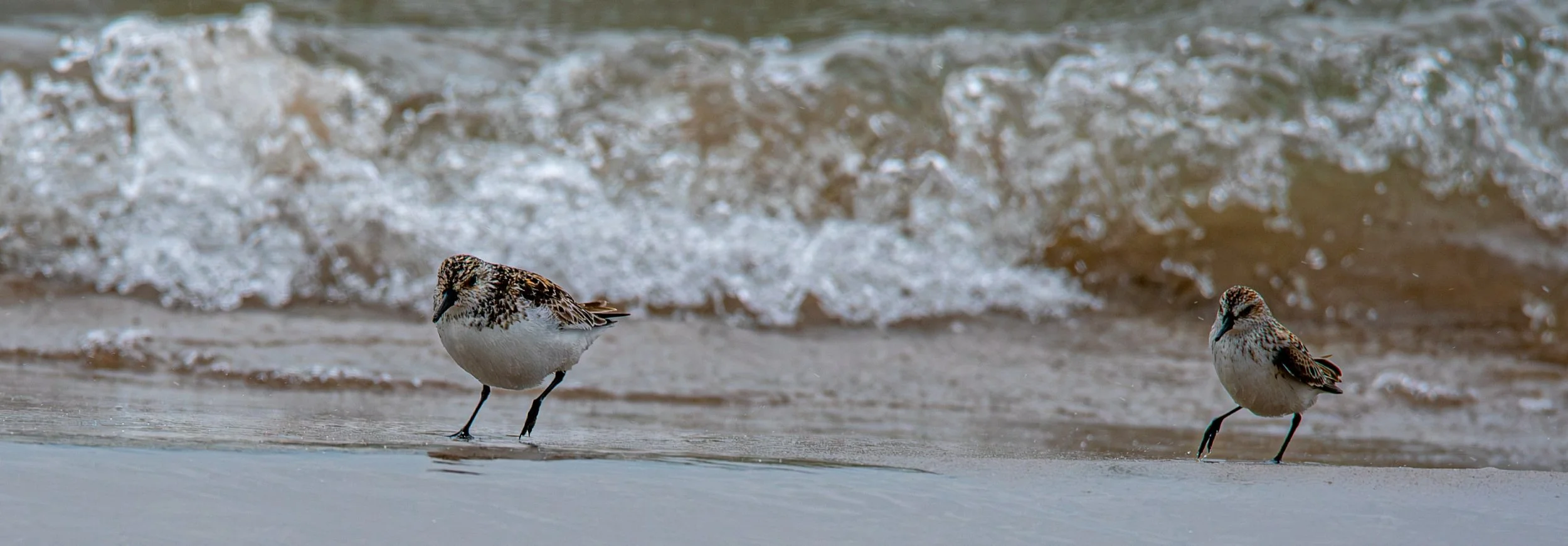 Sanderling and Semipalmated Sandpiper running in the surf