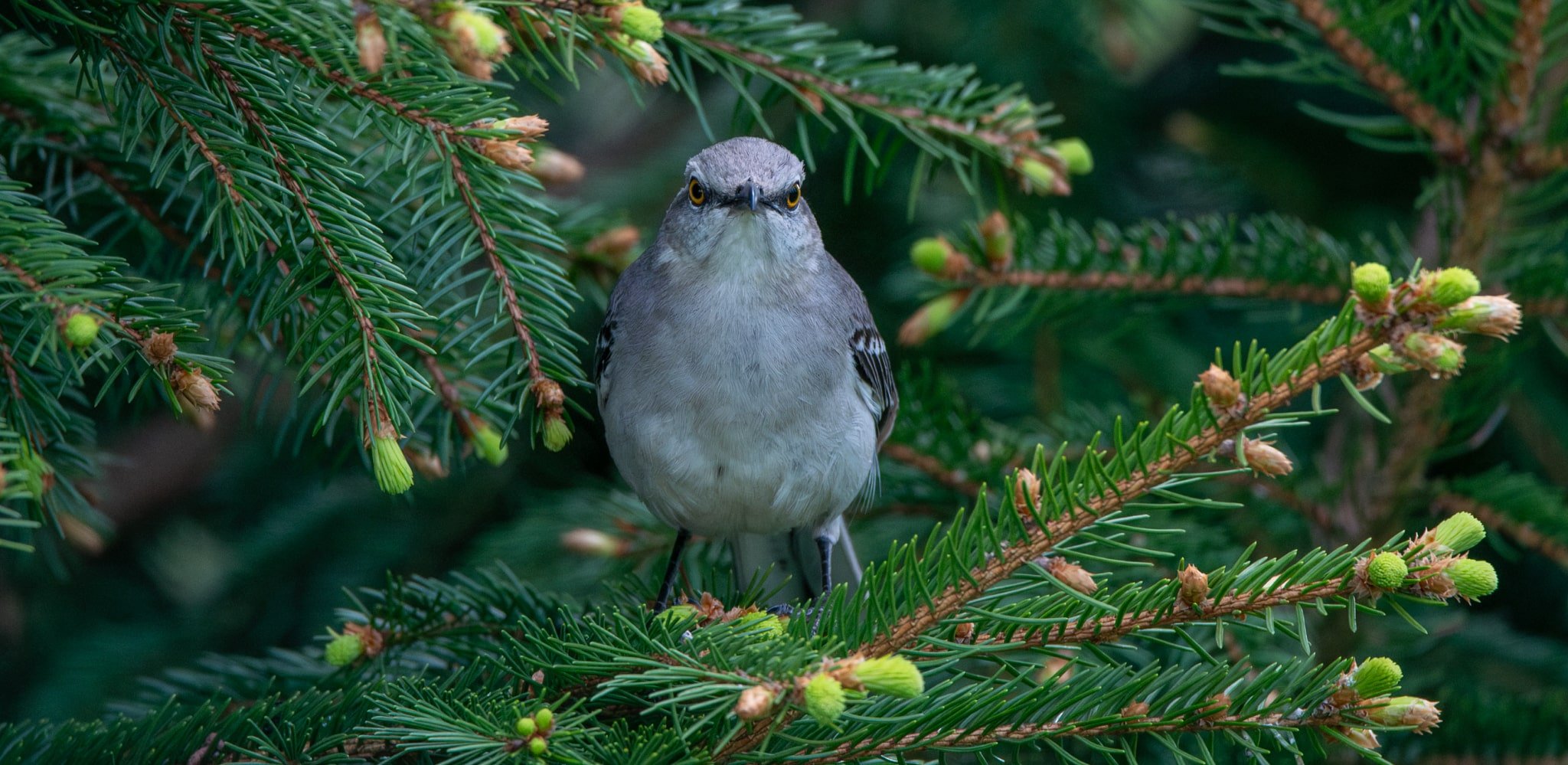 Northern Mockingbird looking all tough and intimidating
