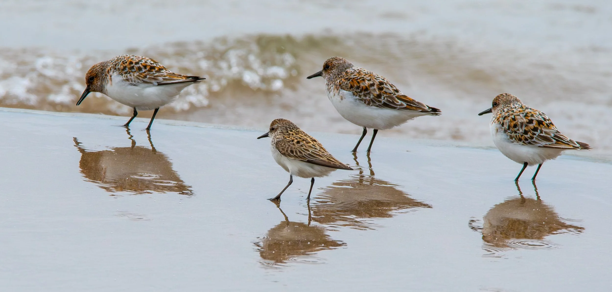 3 Sanderling with 1 Semipalmated Sandpiper